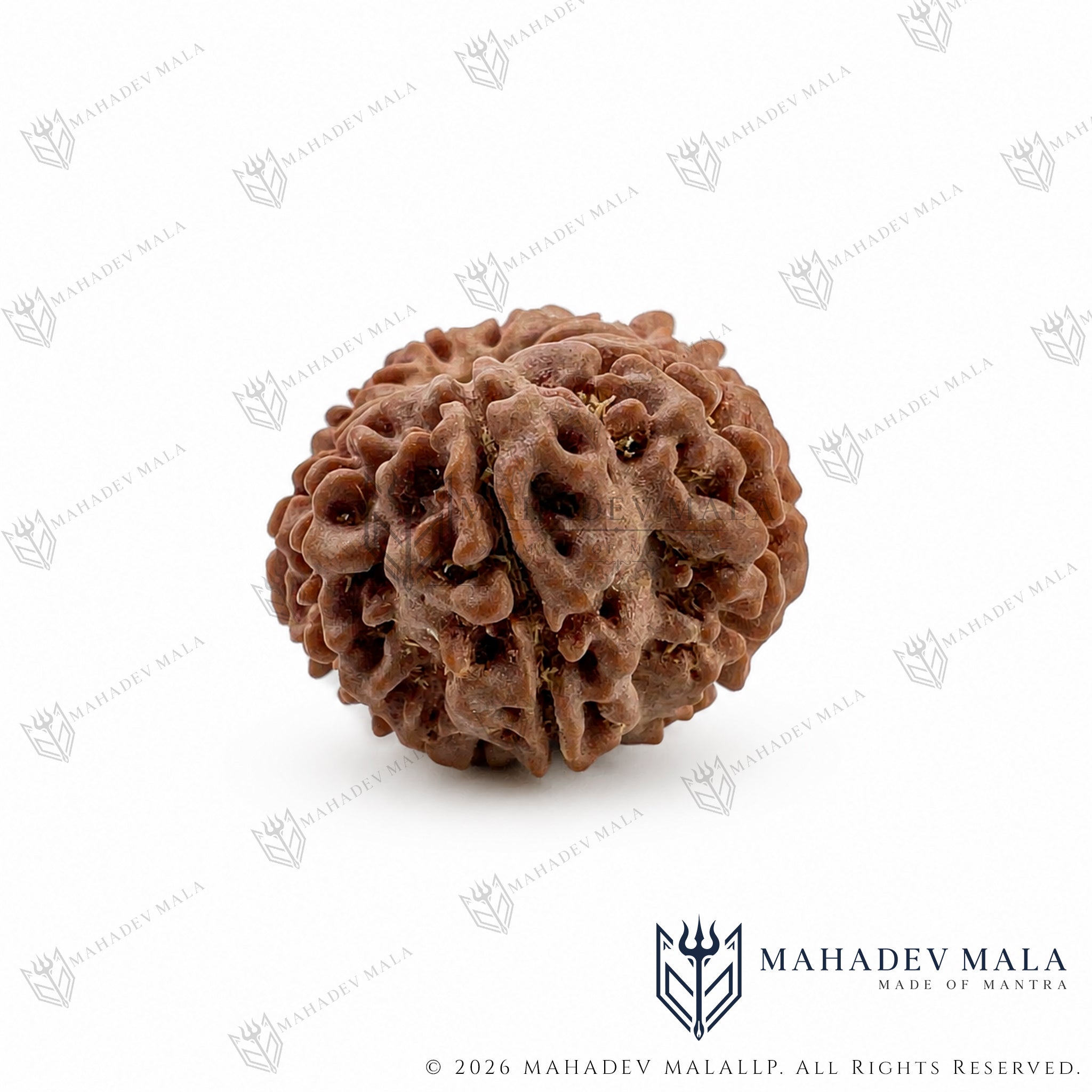 Alternate face view of natural certified Nepali 11 Mukhi Rudraksha bead
