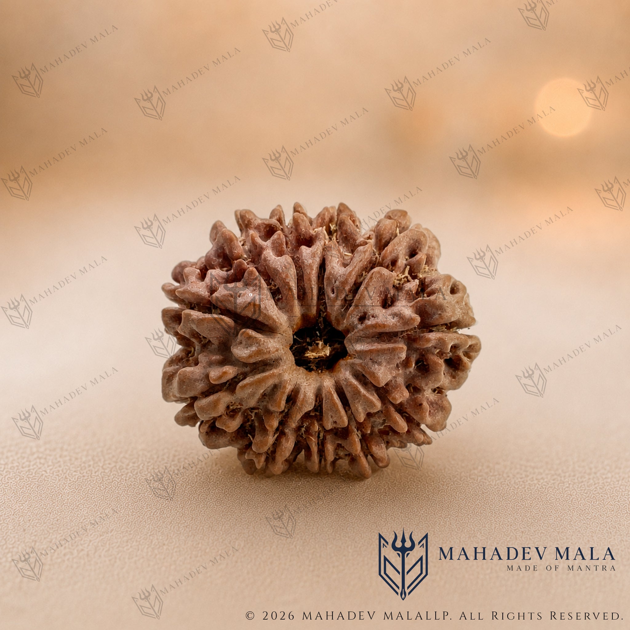Natural Nepali 11 Mukhi Rudraksha bead on a warm beige background