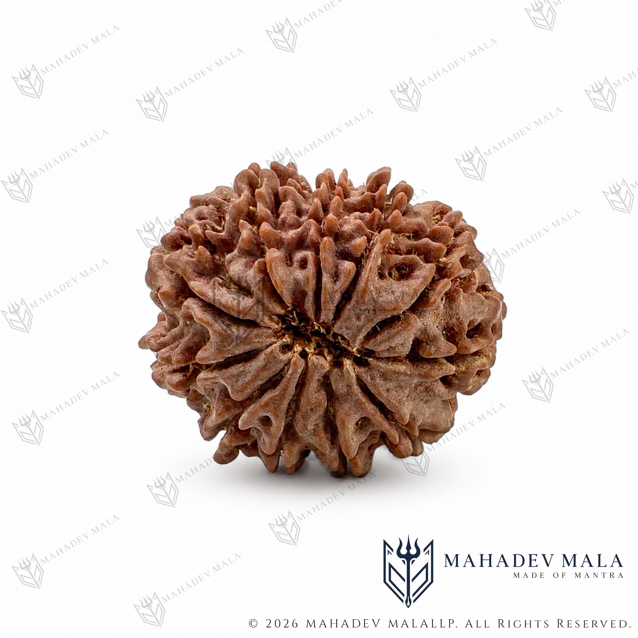 Natural surface view of Nepali 11 Mukhi Rudraksha bead