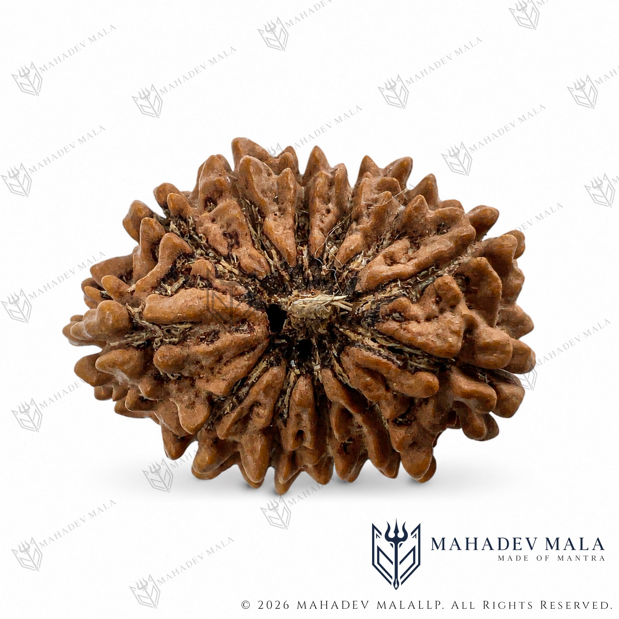 Central hole view of natural certified Nepali 12 Mukhi Rudraksha bead