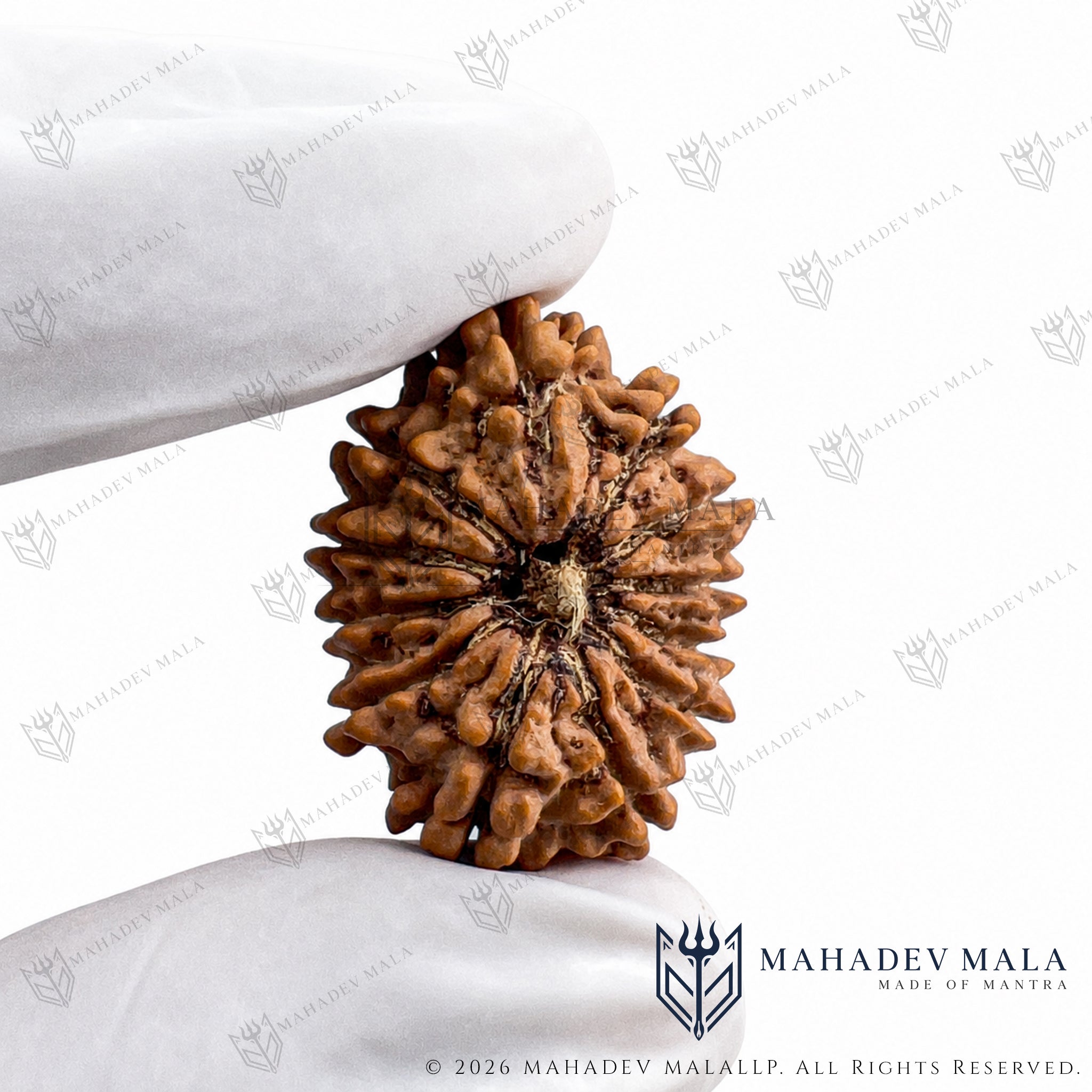 Natural Nepali 12 Mukhi Rudraksha bead held in a gloved hand