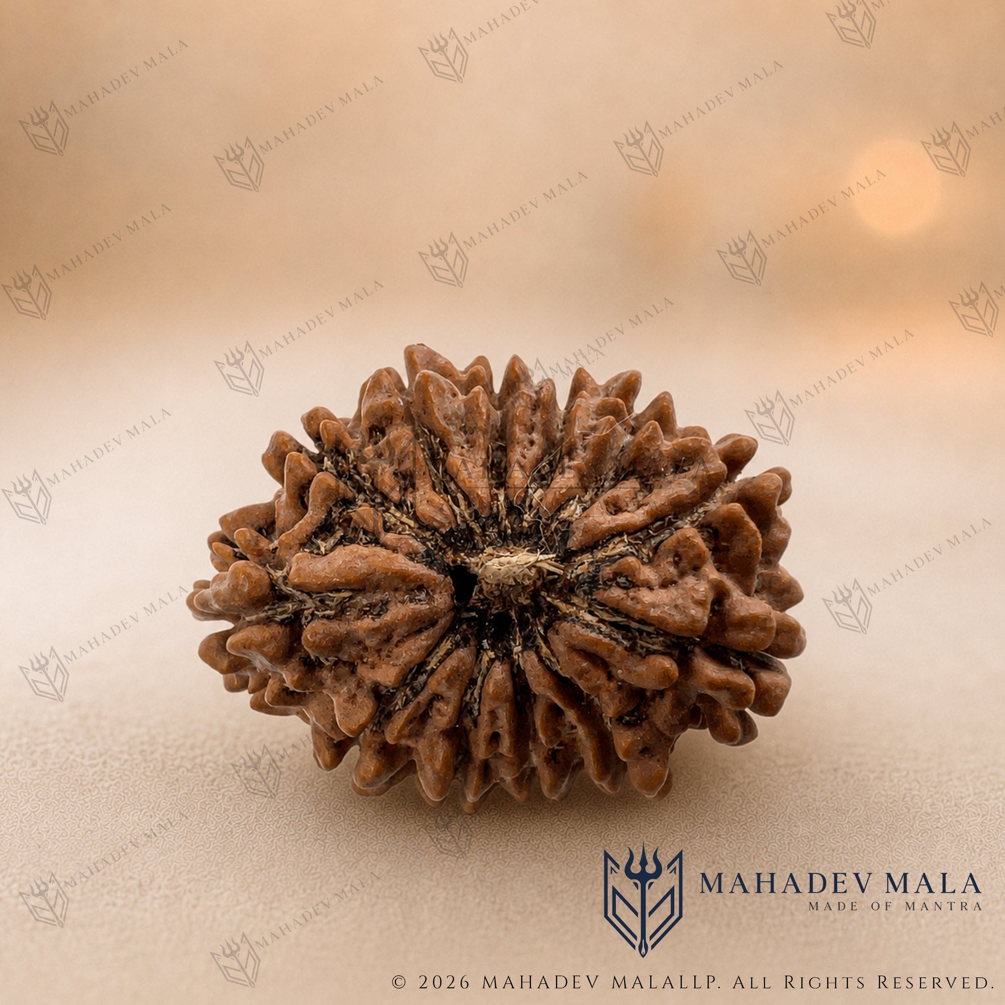 Natural Nepali 12 Mukhi Rudraksha bead on a warm beige background
