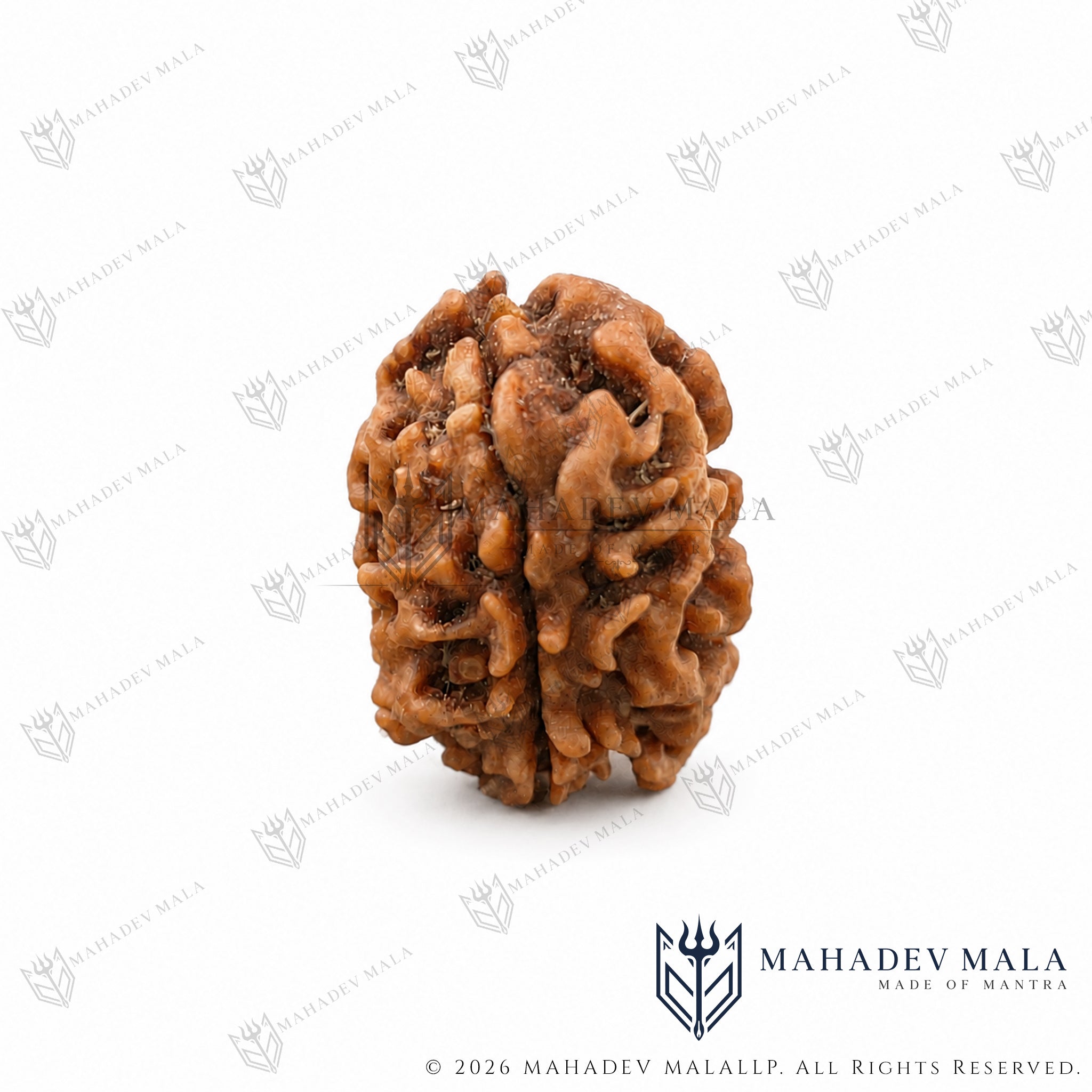 Front view of natural Indian 2 Mukhi Rudraksha certified bead