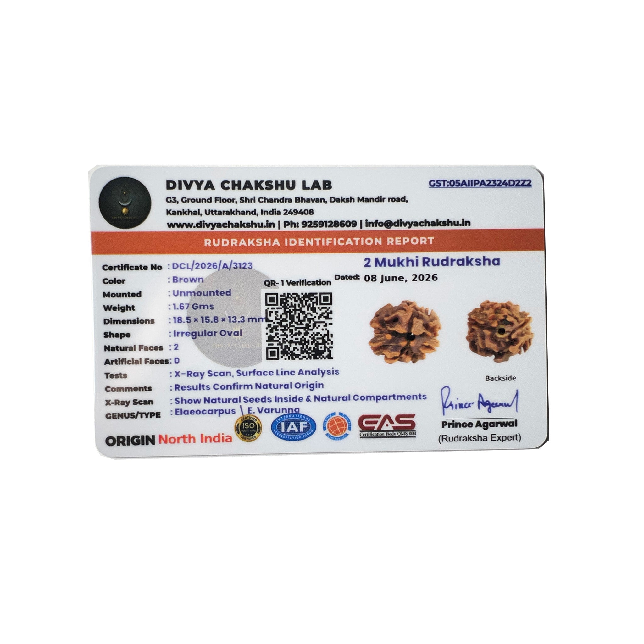 Lab certificate for natural Indian 2 Mukhi Rudraksha bead