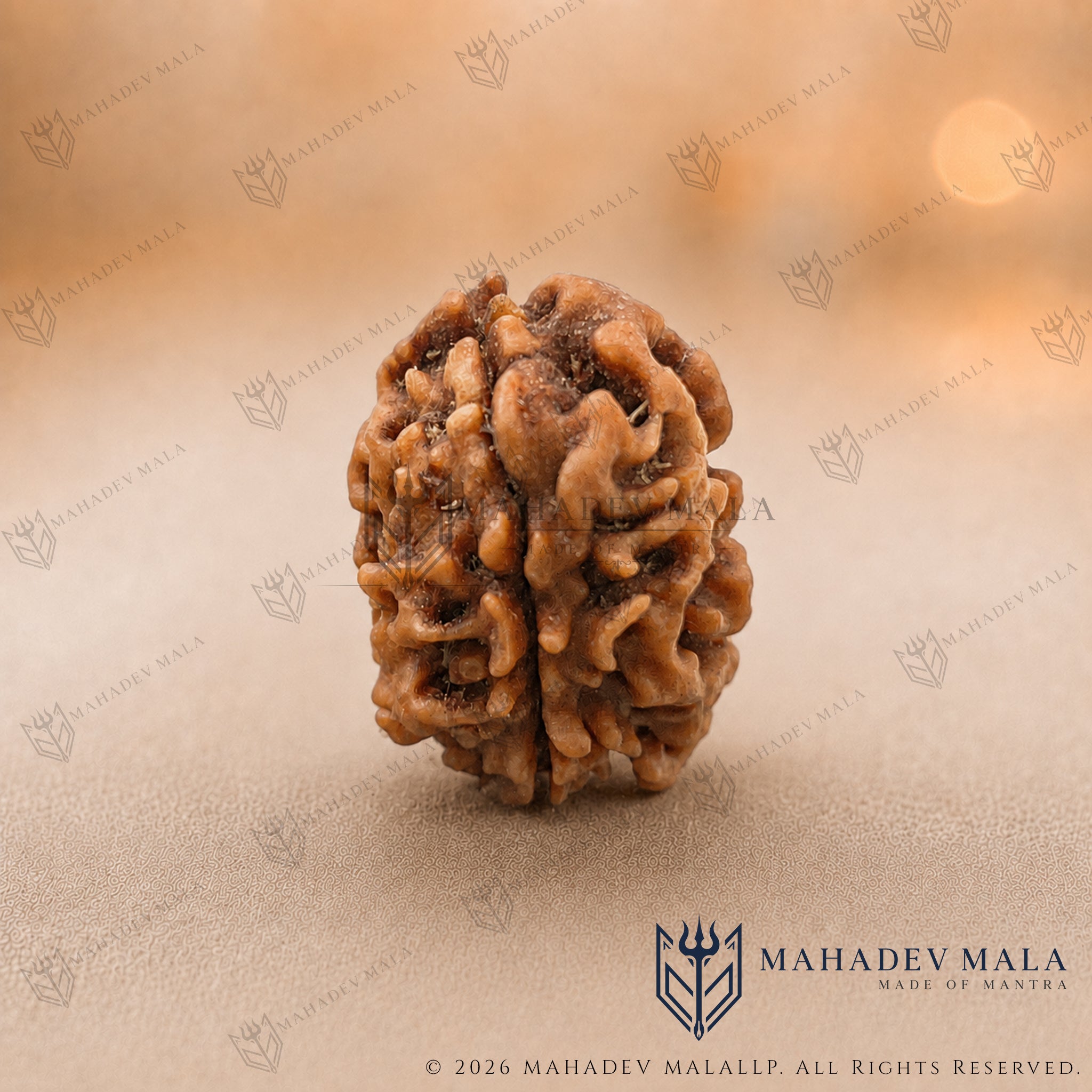 Natural Indian 2 Mukhi Rudraksha bead on a warm beige background