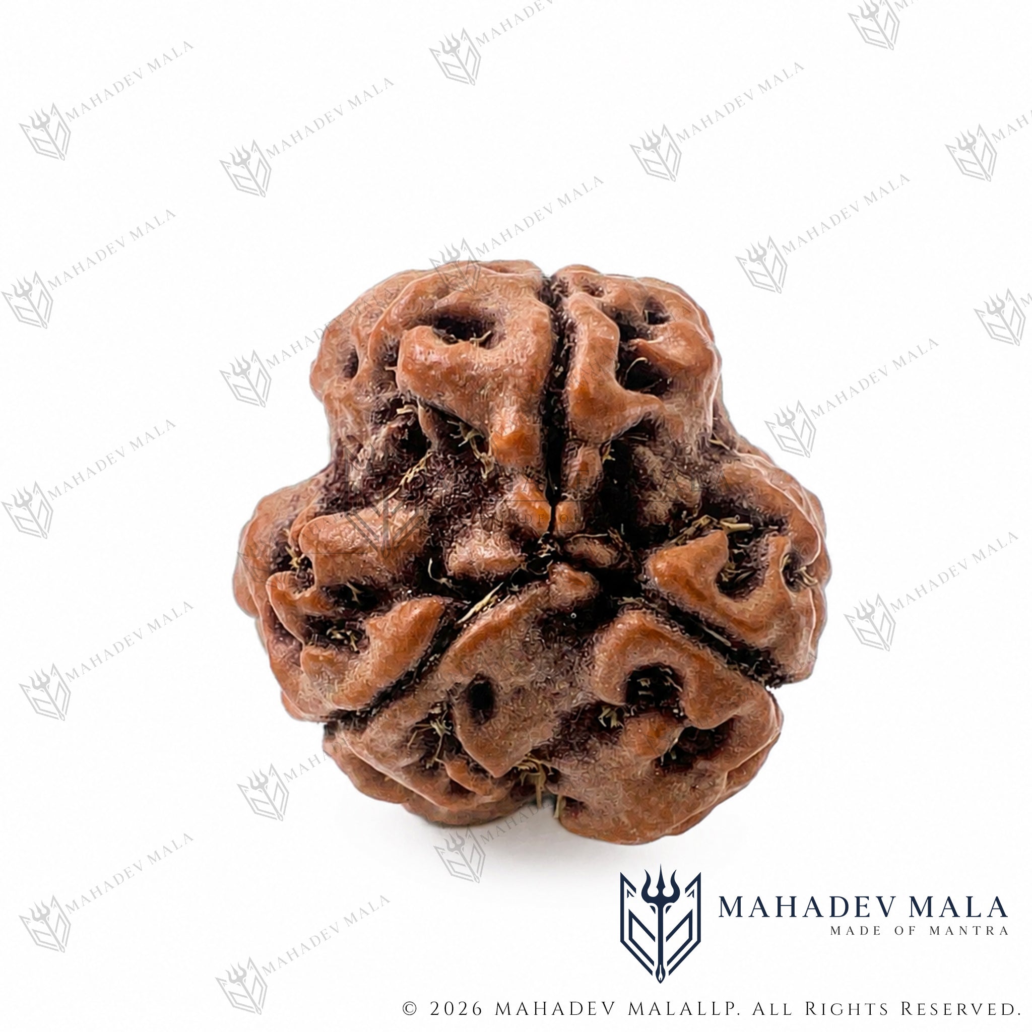 Angled view of natural Nepali 3 Mukhi Rudraksha showing its three faces