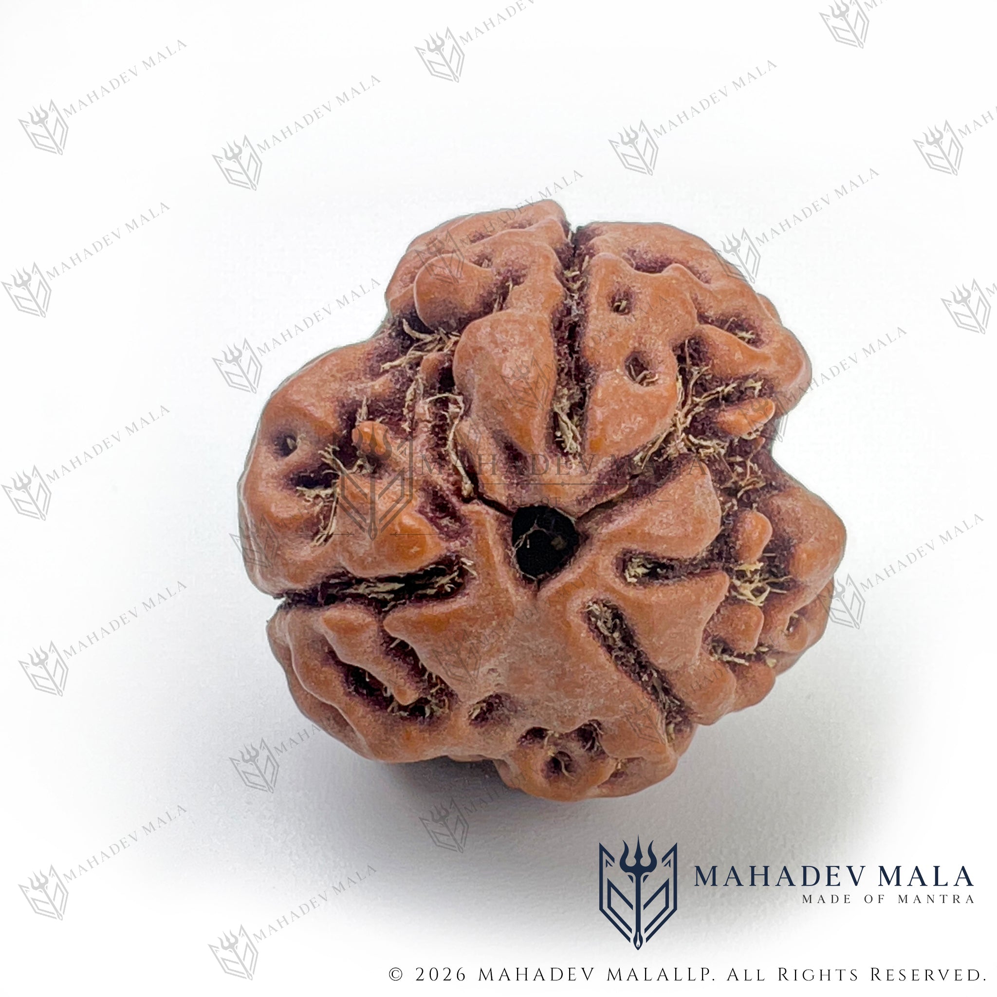 Back view of natural Nepali 3 Mukhi Rudraksha bead