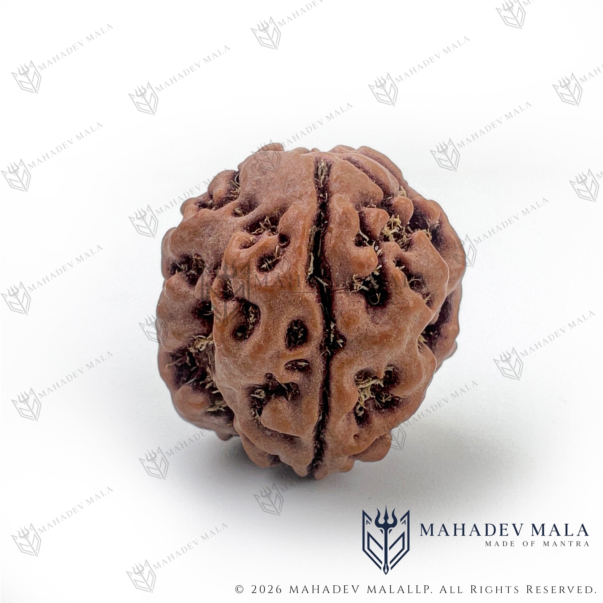 Side view of natural certified Nepali 3 Mukhi Rudraksha bead