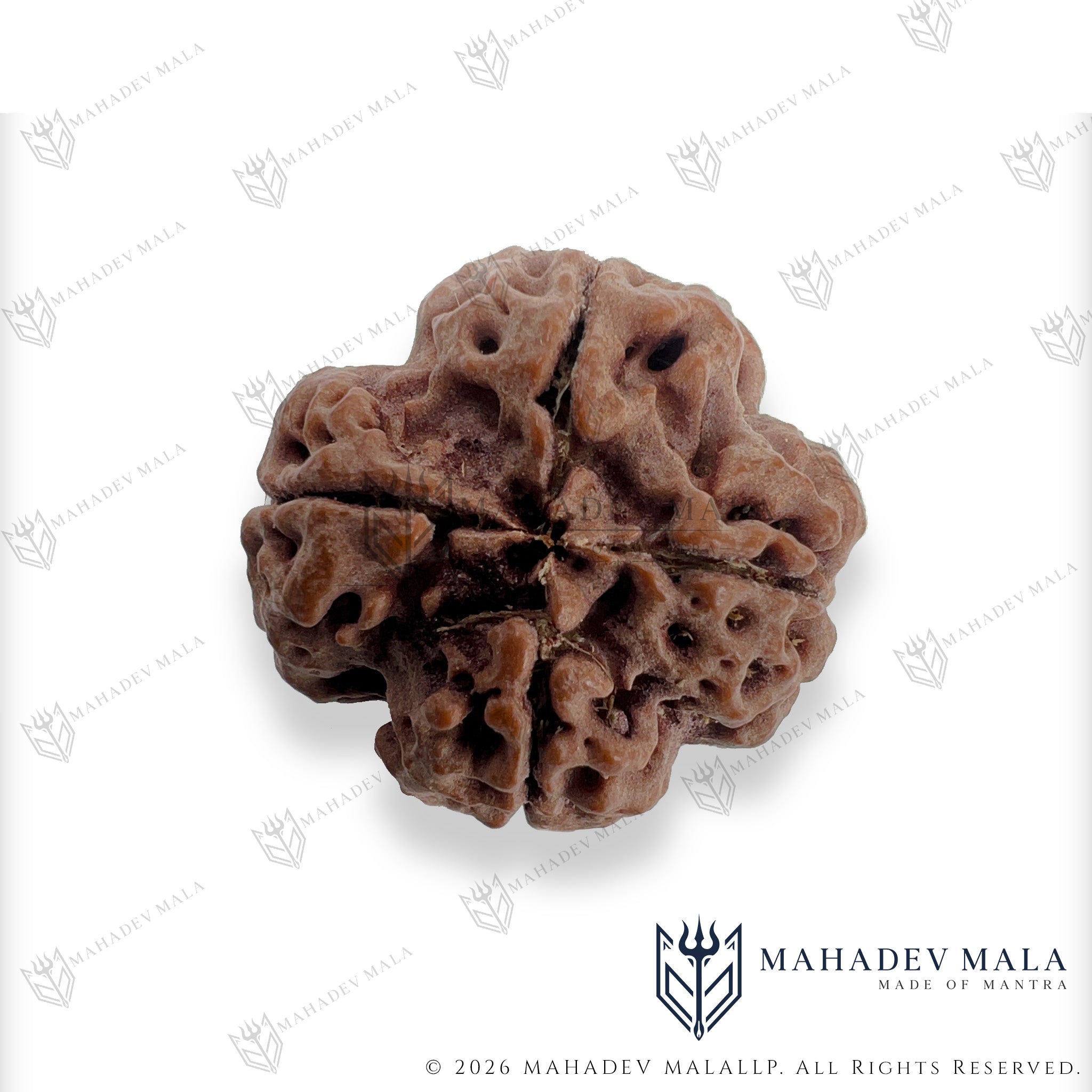 Angled view of natural Nepali 4 Mukhi Rudraksha showing its four faces