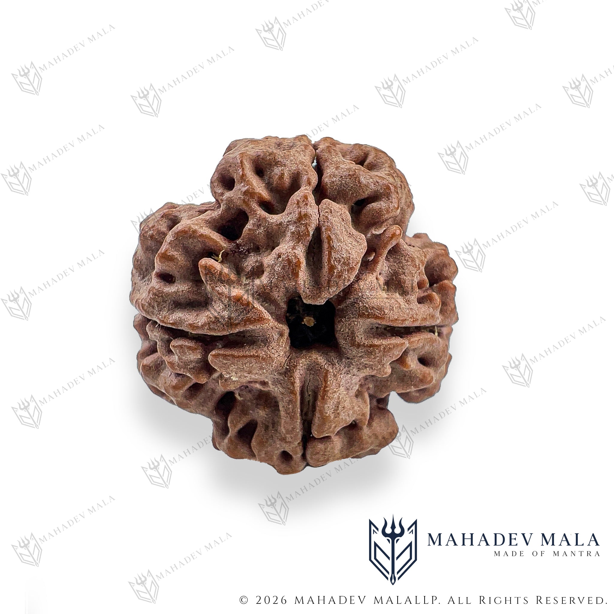Front view of natural certified Nepali 4 Mukhi Rudraksha bead