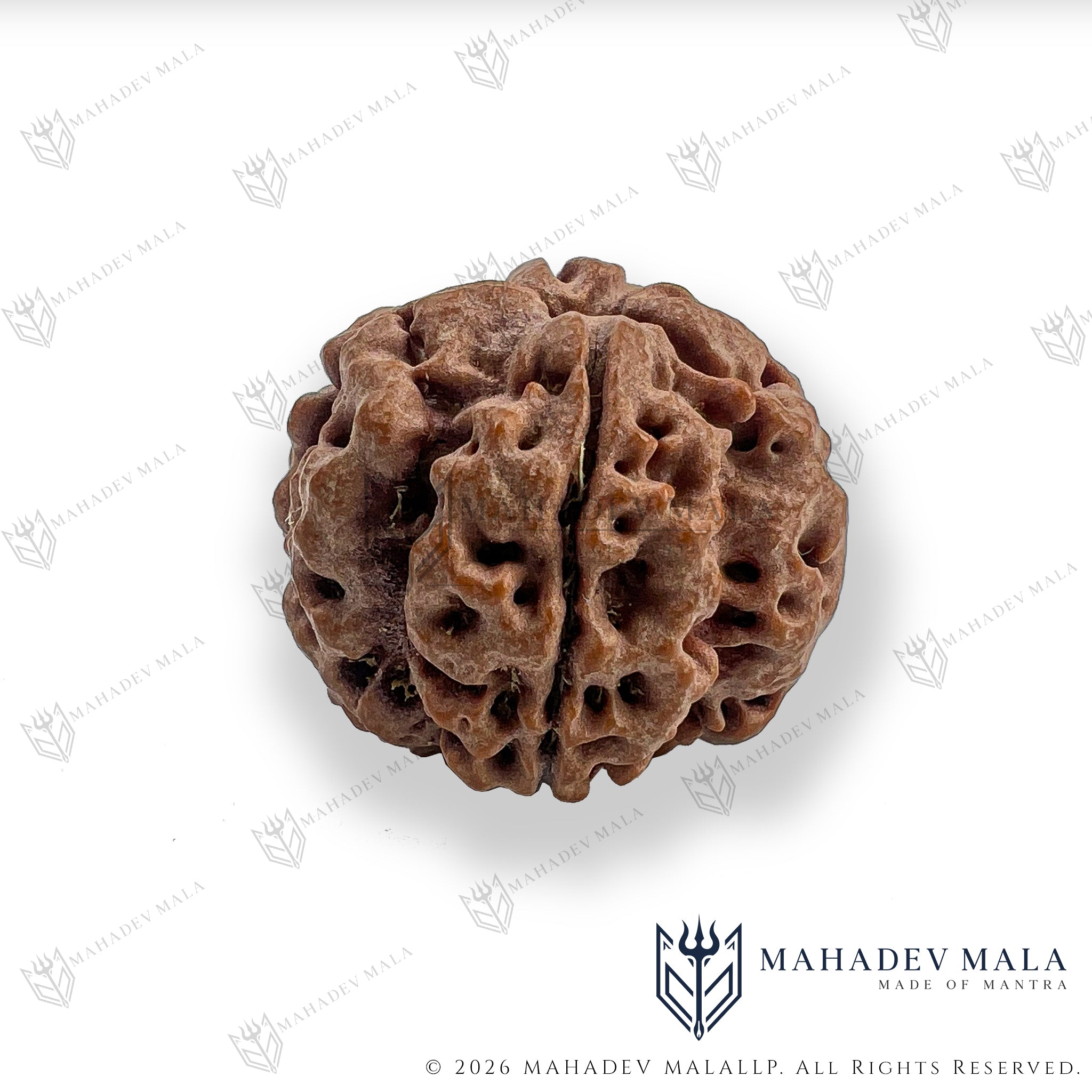 Side view of natural certified Nepali 4 Mukhi Rudraksha bead