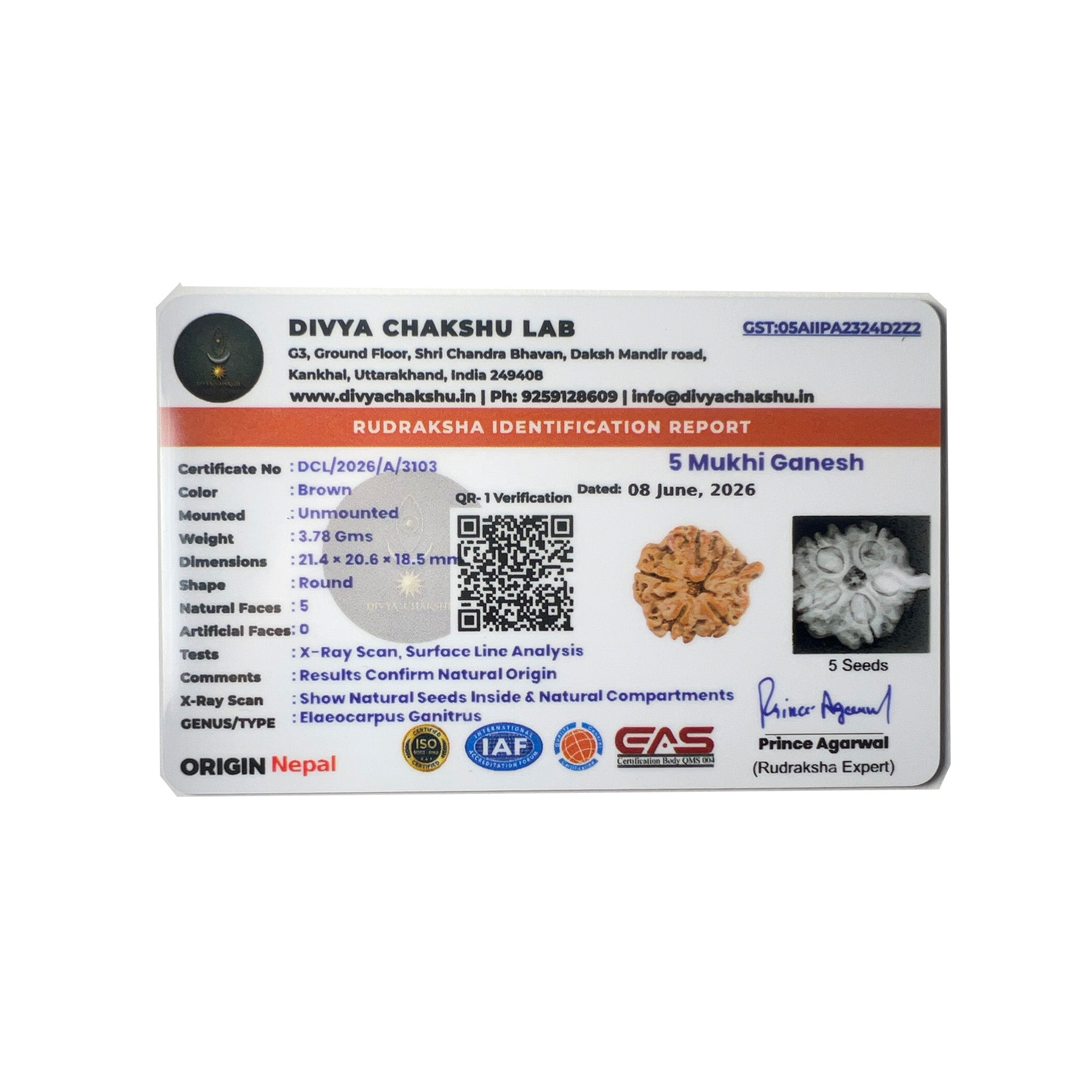 Lab certificate for natural Nepali 5 Mukhi Rudraksha bead