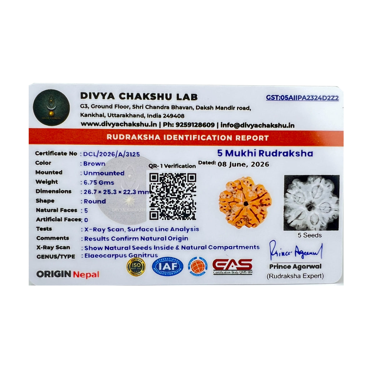 Lab certificate for natural Nepali 5 Mukhi Rudraksha bead