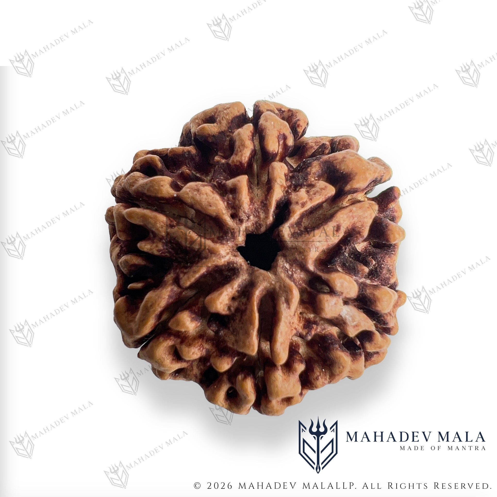 Angled view of natural Nepali 6 Mukhi Rudraksha showing its six faces
