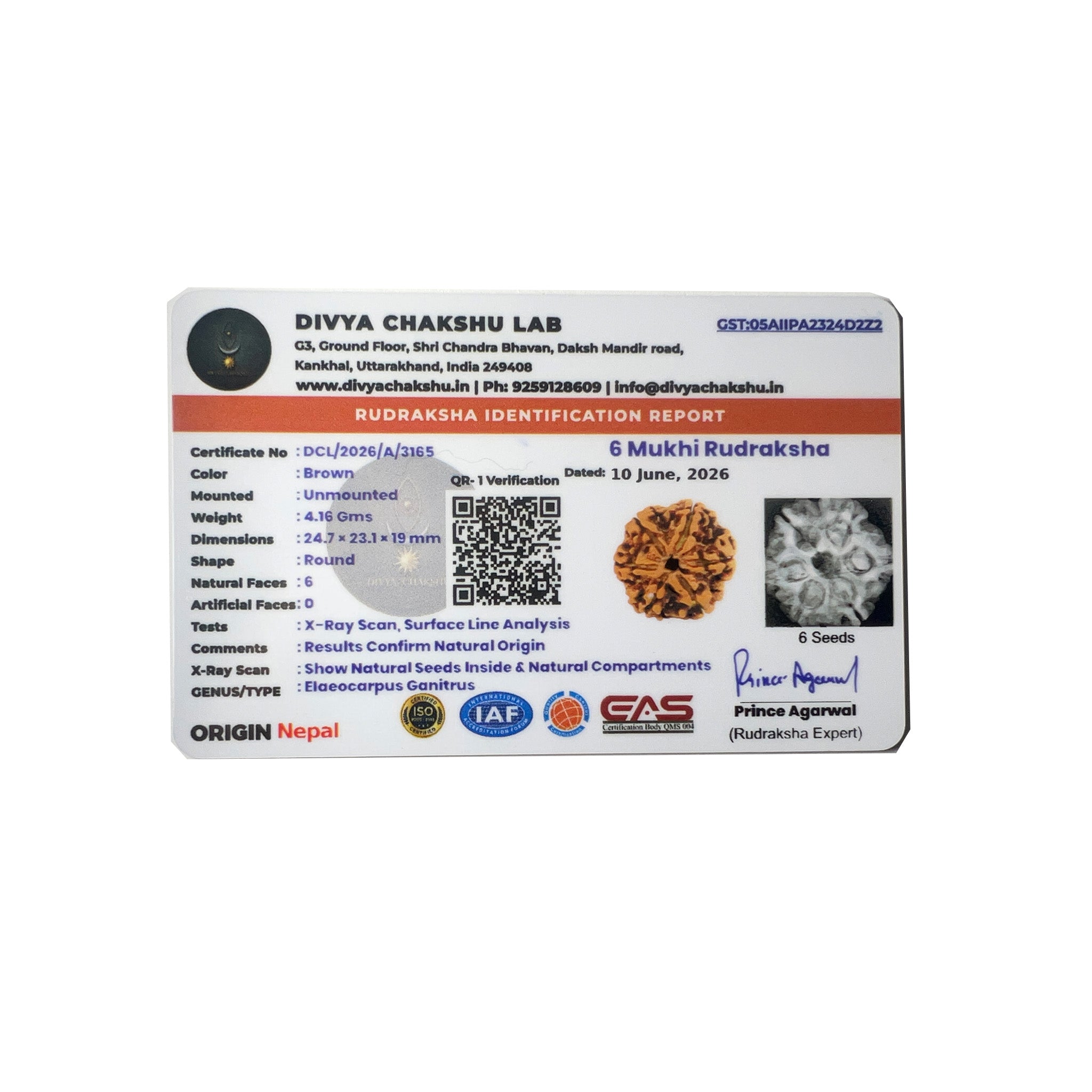 Lab certificate for natural Nepali 6 Mukhi Rudraksha bead