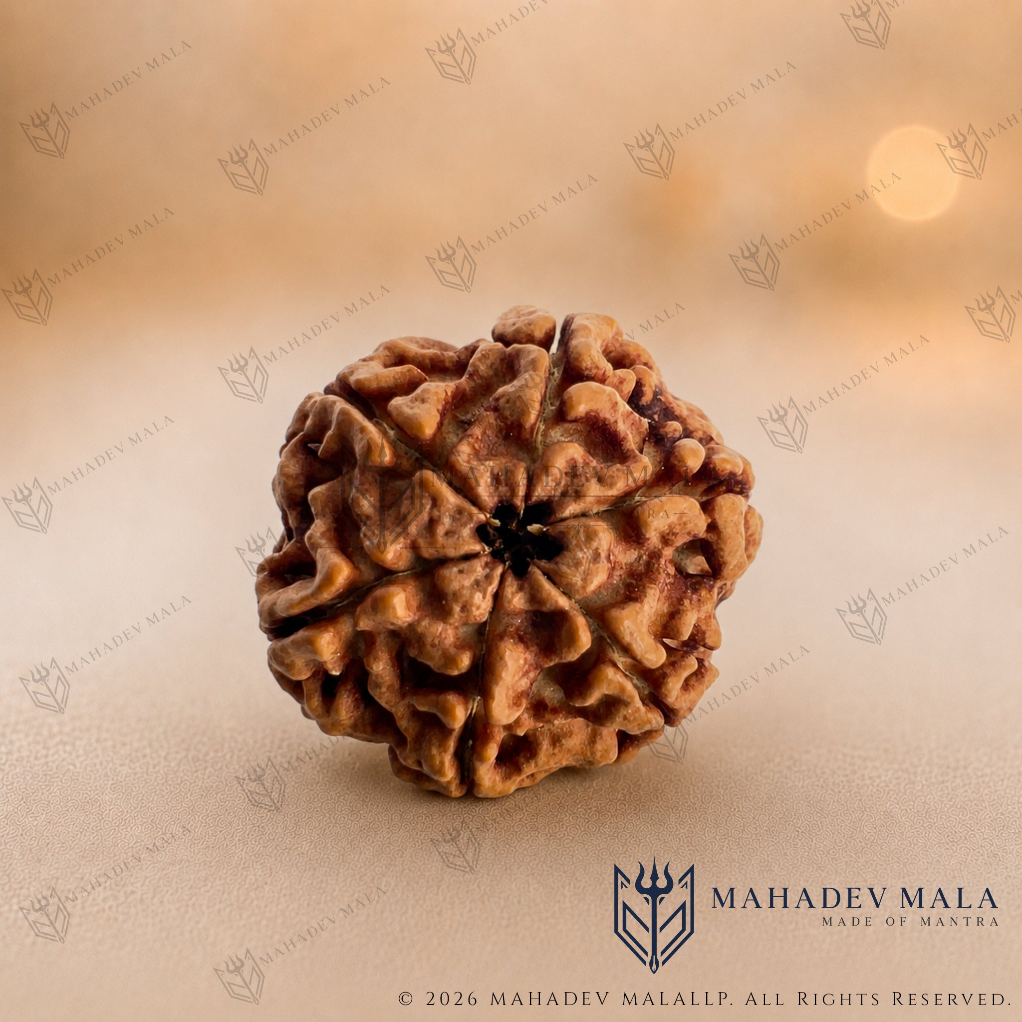 Natural Nepali 6 Mukhi Rudraksha bead on a warm beige background