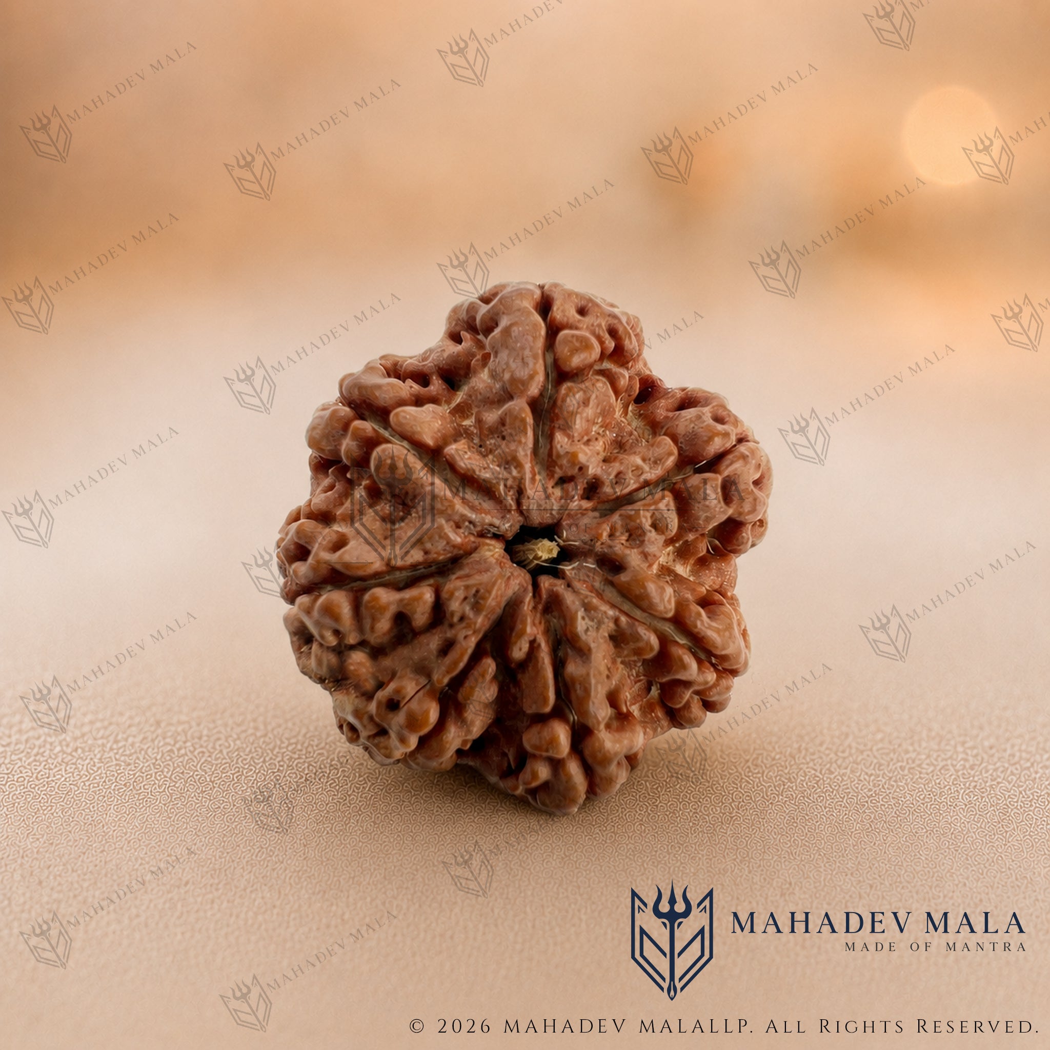 Natural Nepali 7 Mukhi Rudraksha bead on a warm beige background