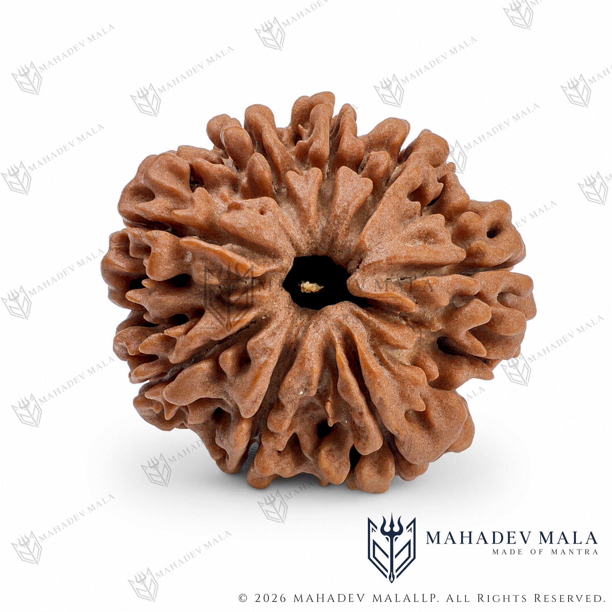 Central hole view of natural certified Nepali 8 Mukhi Rudraksha bead