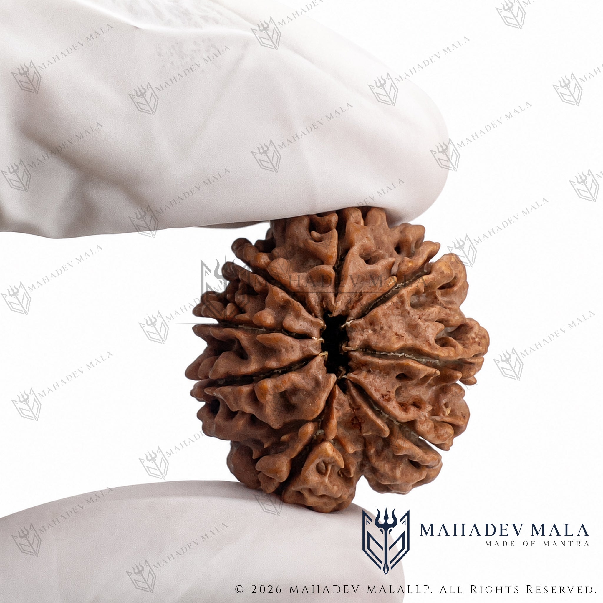 Natural certified Nepali 8 Mukhi Rudraksha bead held in a gloved hand