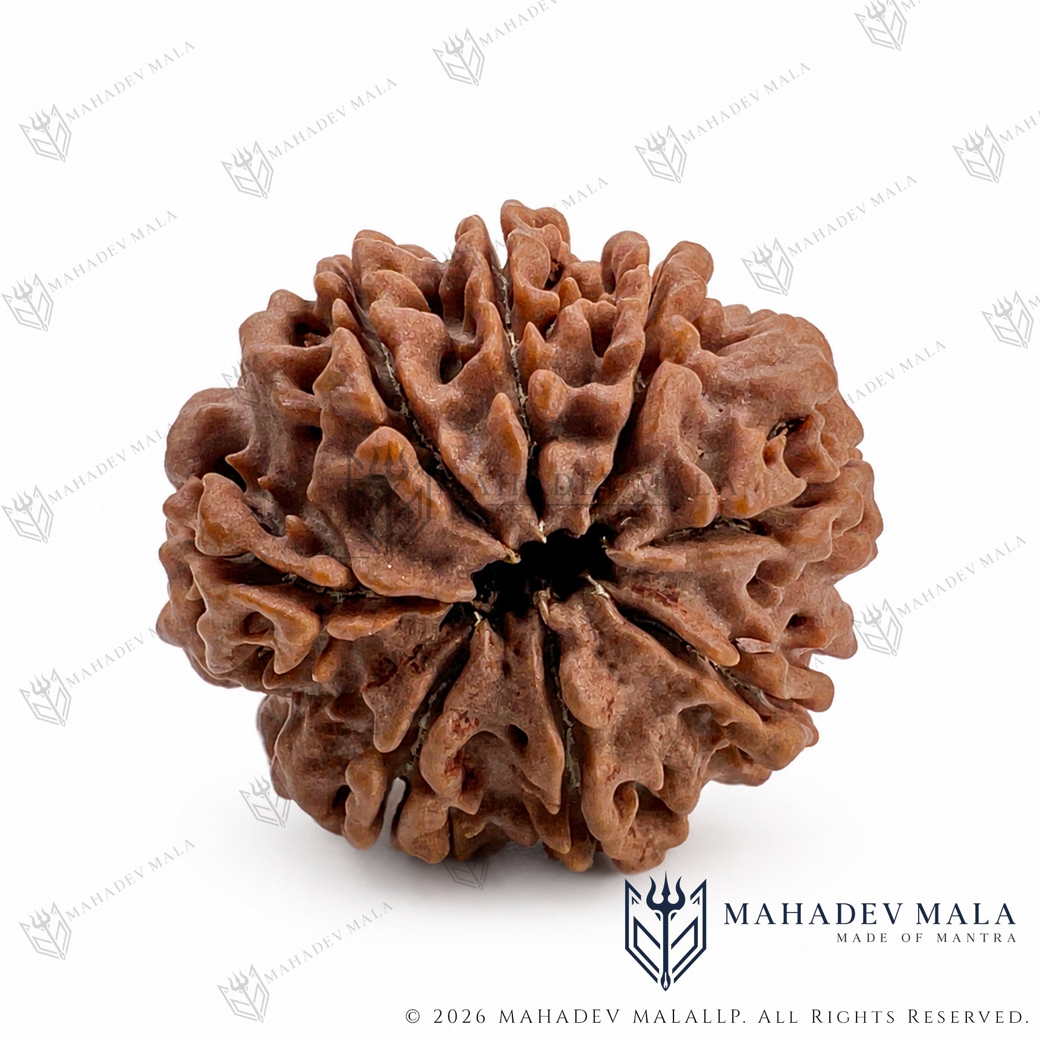 Opposite face view of natural Nepali 8 Mukhi Rudraksha bead