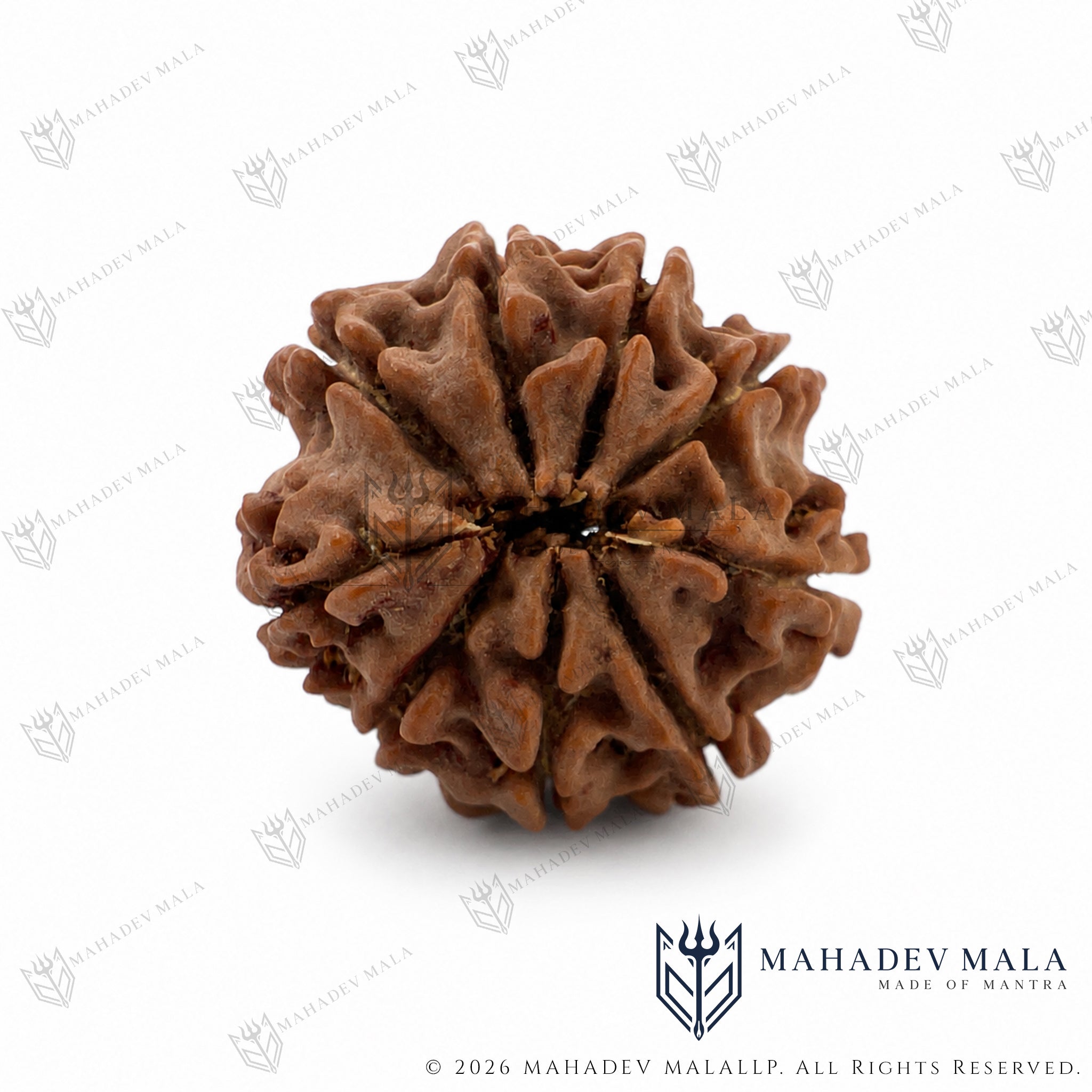 Central hole view of natural Nepali 9 Mukhi Rudraksha bea