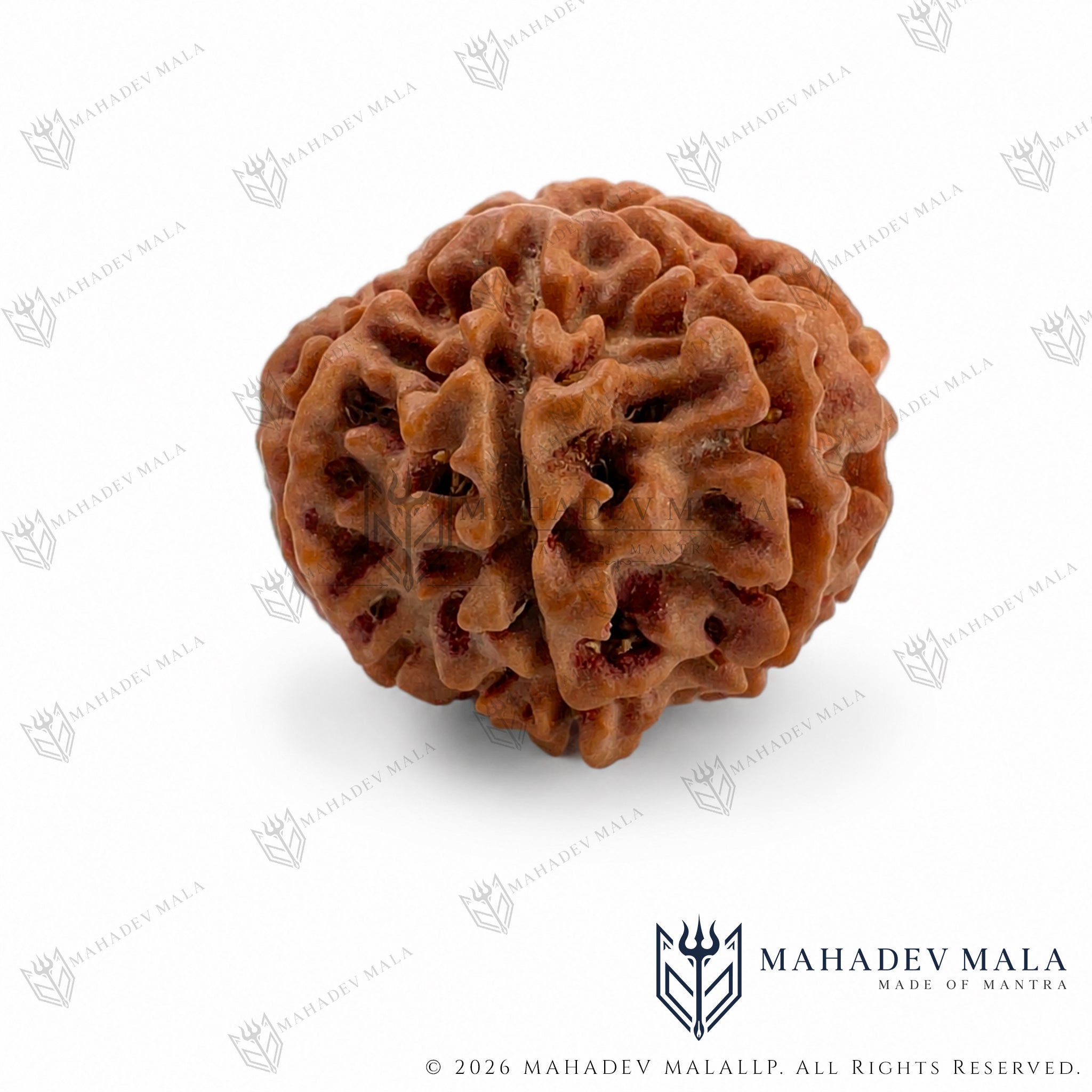 Side surface of natural Nepali 9 Mukhi Rudraksha showing its Mukhi lines