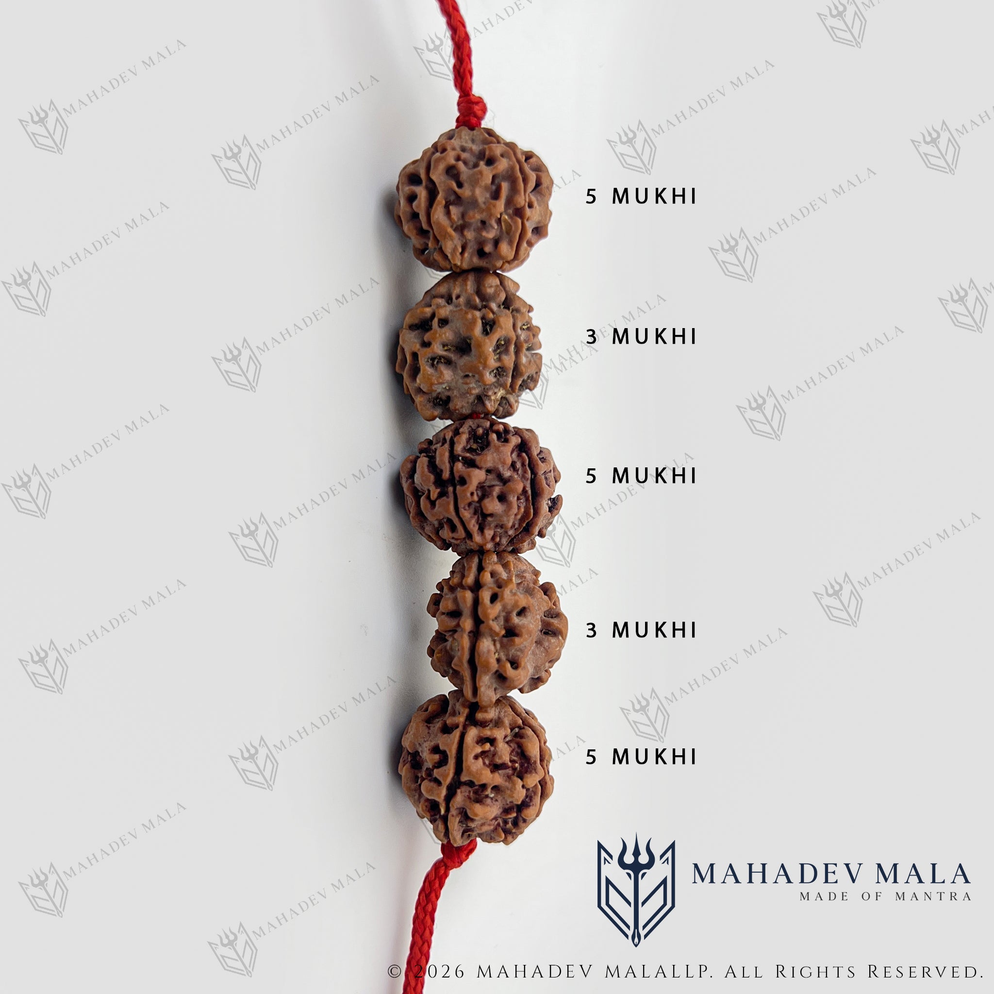 Sequence of two 3 Mukhi and three 5 Mukhi Rudraksha beads in Arogya Raksha Kavach
