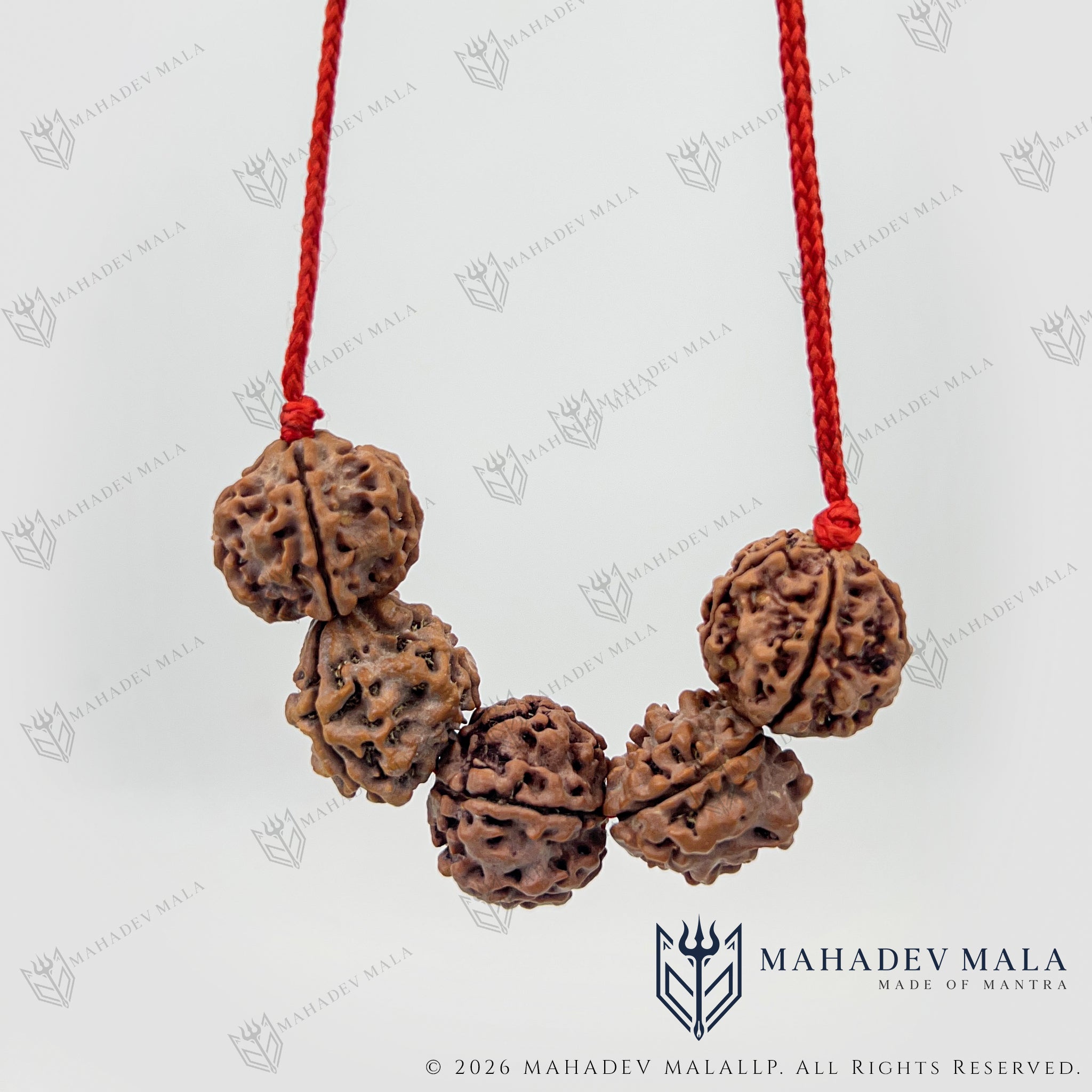 Close-up of natural 3 and 5 Mukhi Rudraksha beads on red thread