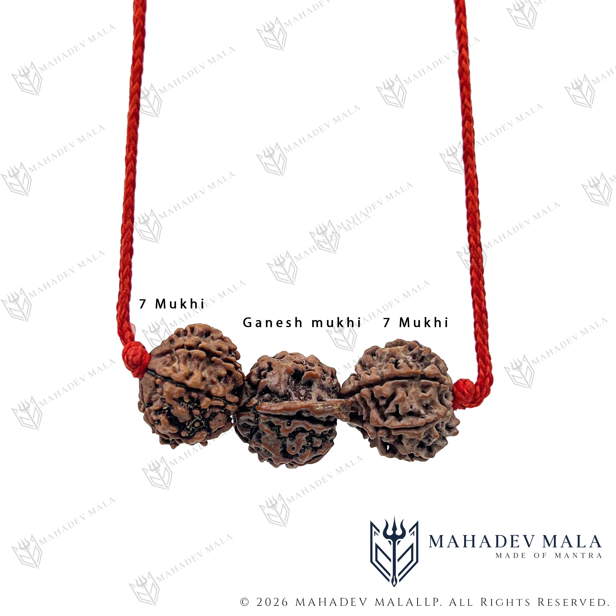 Close-up of Ganesh Rudraksha between two natural 7 Mukhi Rudraksha beads