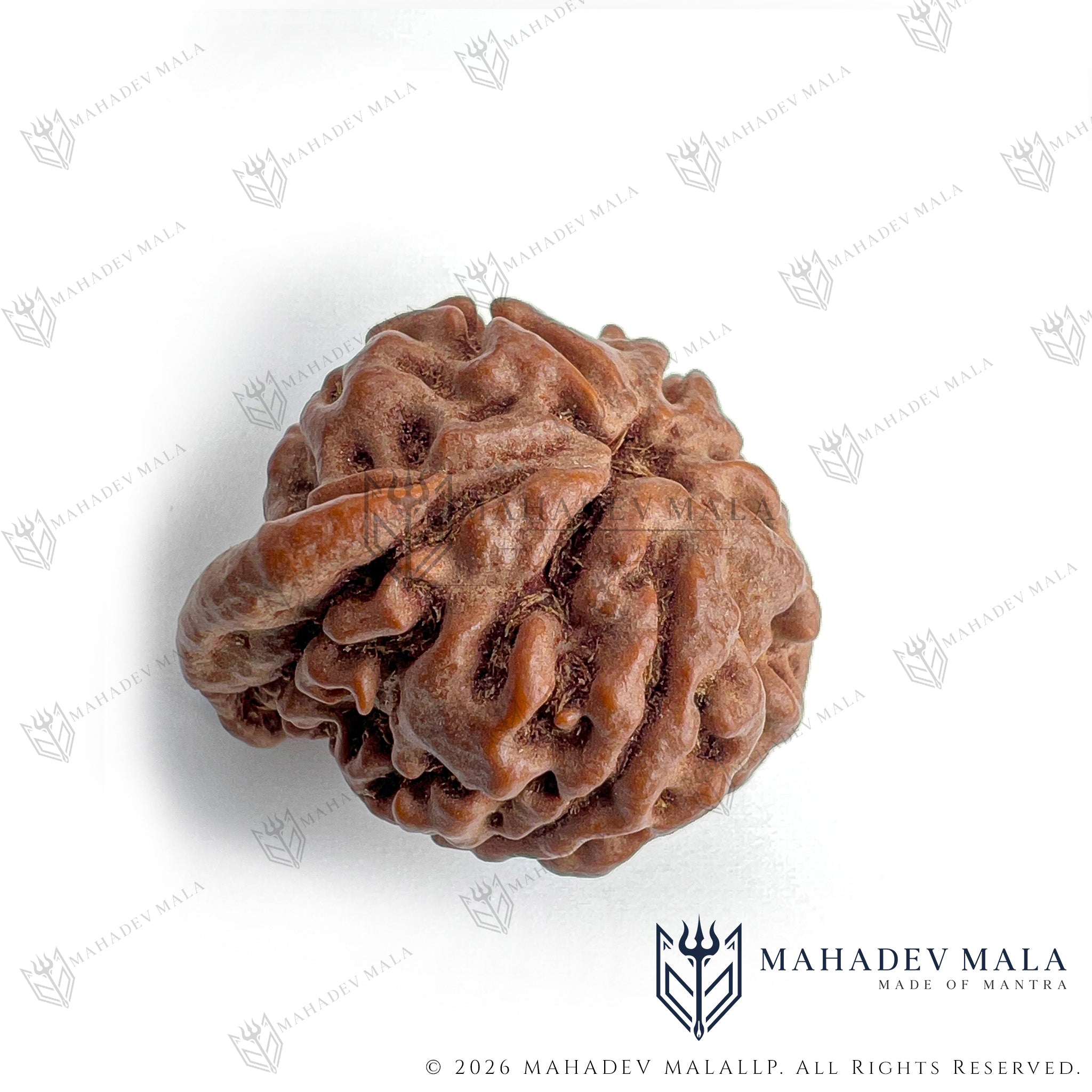 Alternate view of natural certified Nepali Ganesh Rudraksha