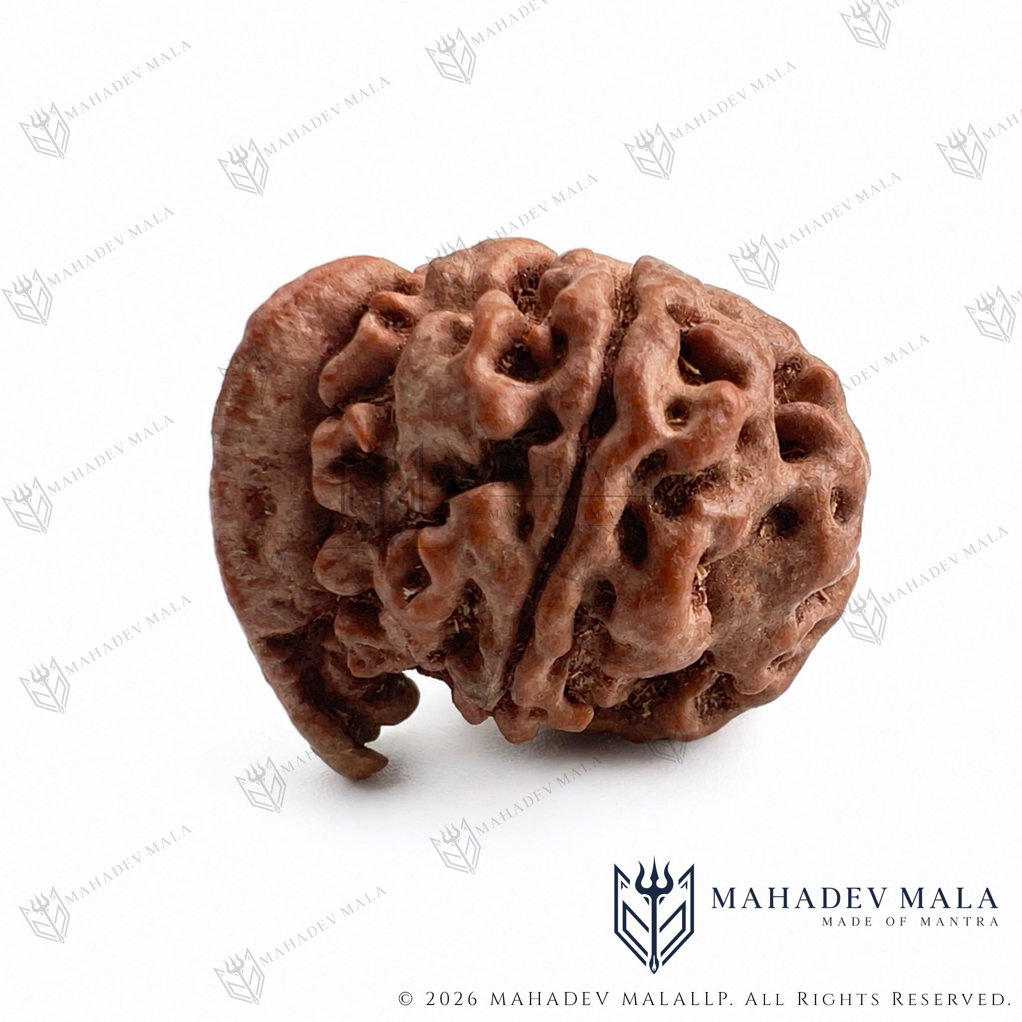 Another view showing the natural formation of Nepali Ganesh Rudraksha