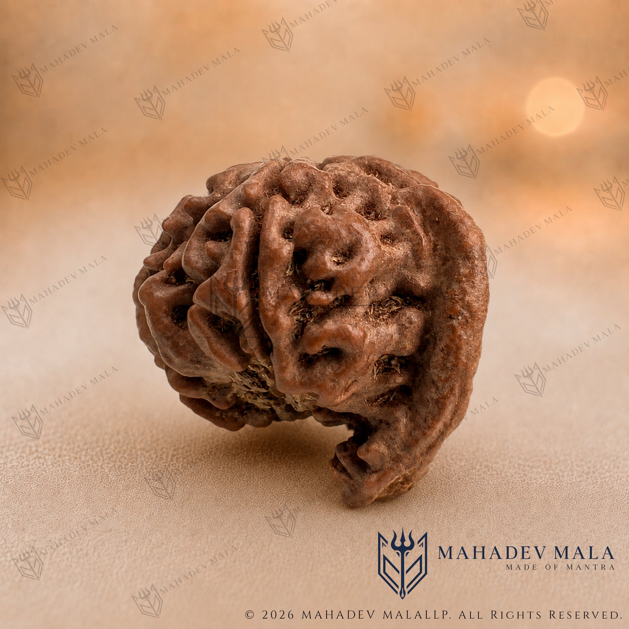 Natural Nepali Ganesh Rudraksha on a warm beige background