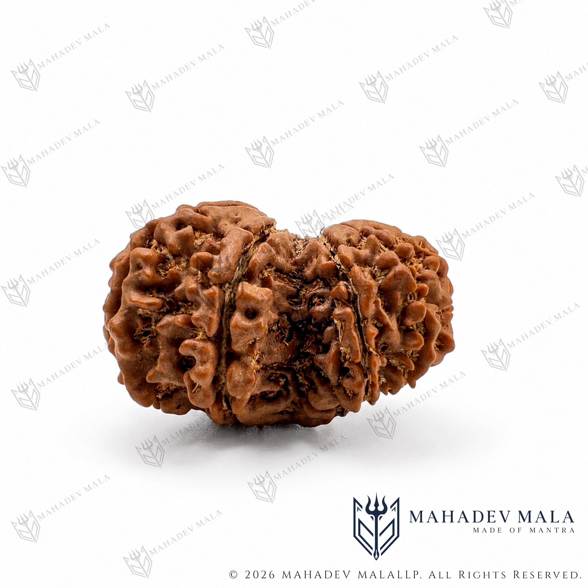 Alternate view of natural certified Nepali Garbh Gauri Rudraksha