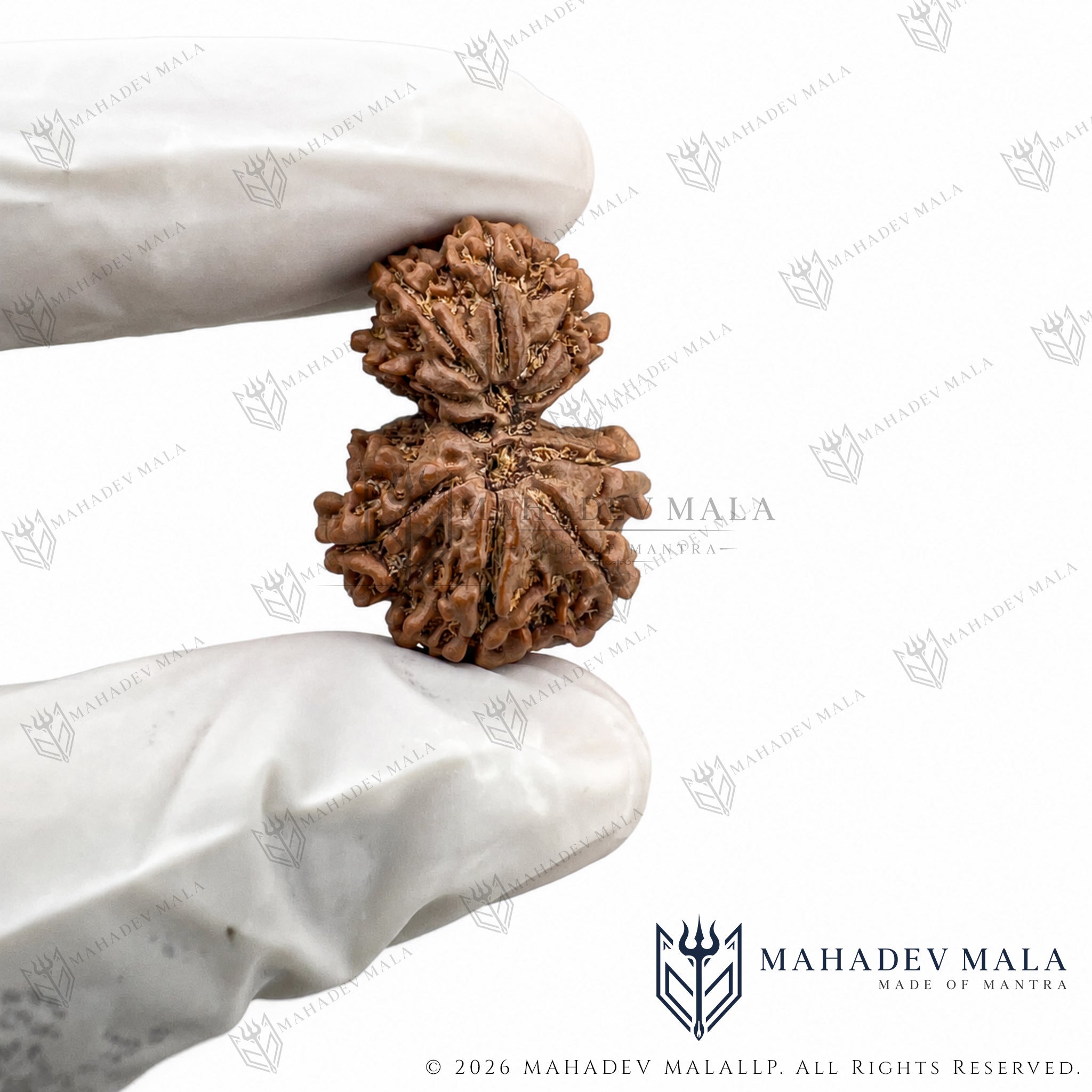 Natural Nepali Garbh Gauri Rudraksha held in a gloved hand