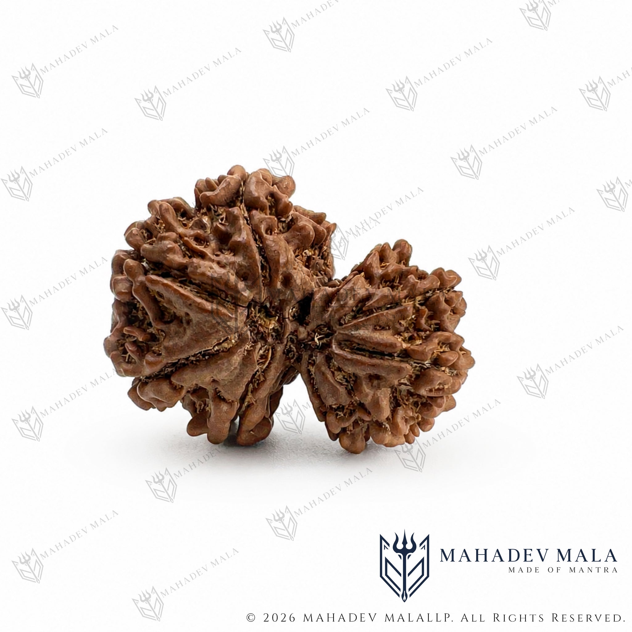 Natural joined formation of certified Nepali Garbh Gauri Rudraksha