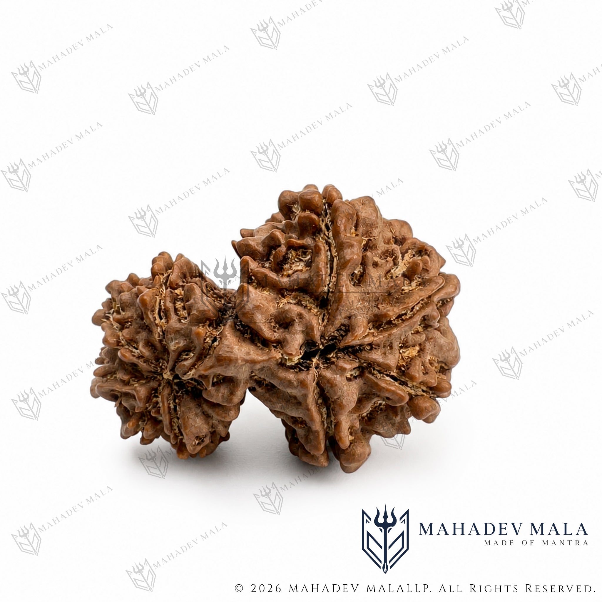 Paired mother and child bead formation of Nepali Garbh Gauri Rudraksha