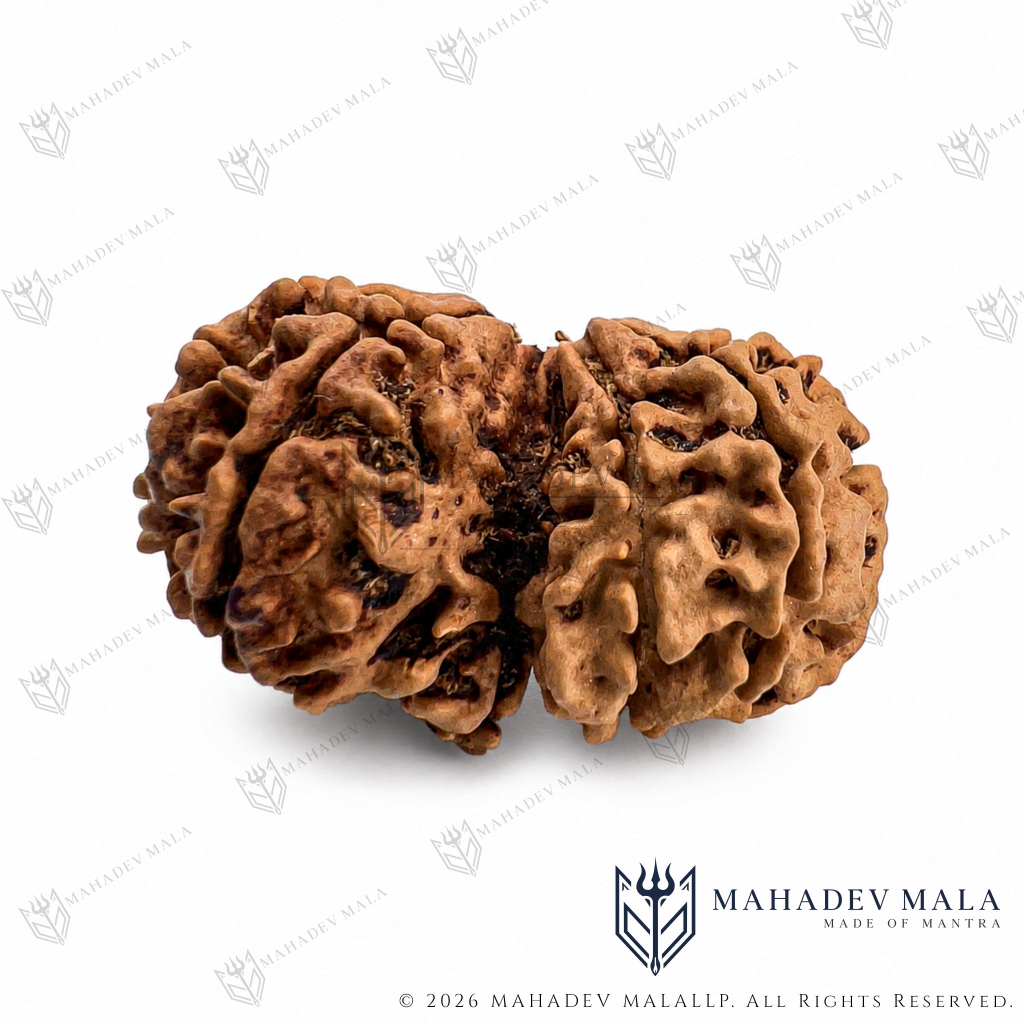 Alternate view of natural certified Nepali Gauri Shankar Rudraksha