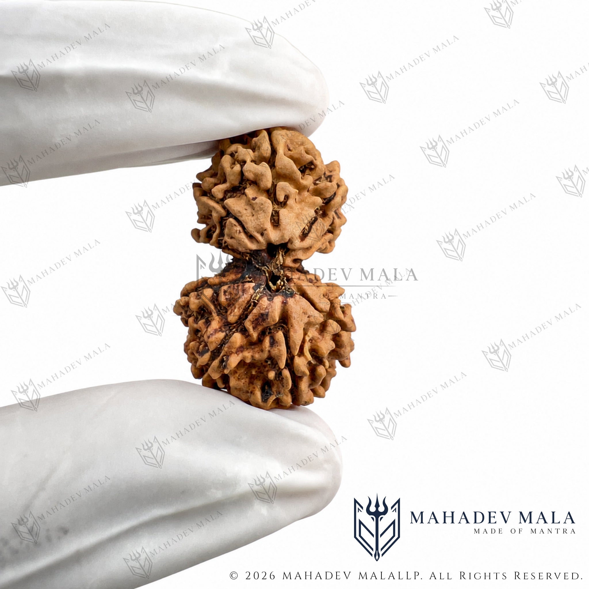 Natural Nepali Gauri Shankar Rudraksha held in a gloved hand