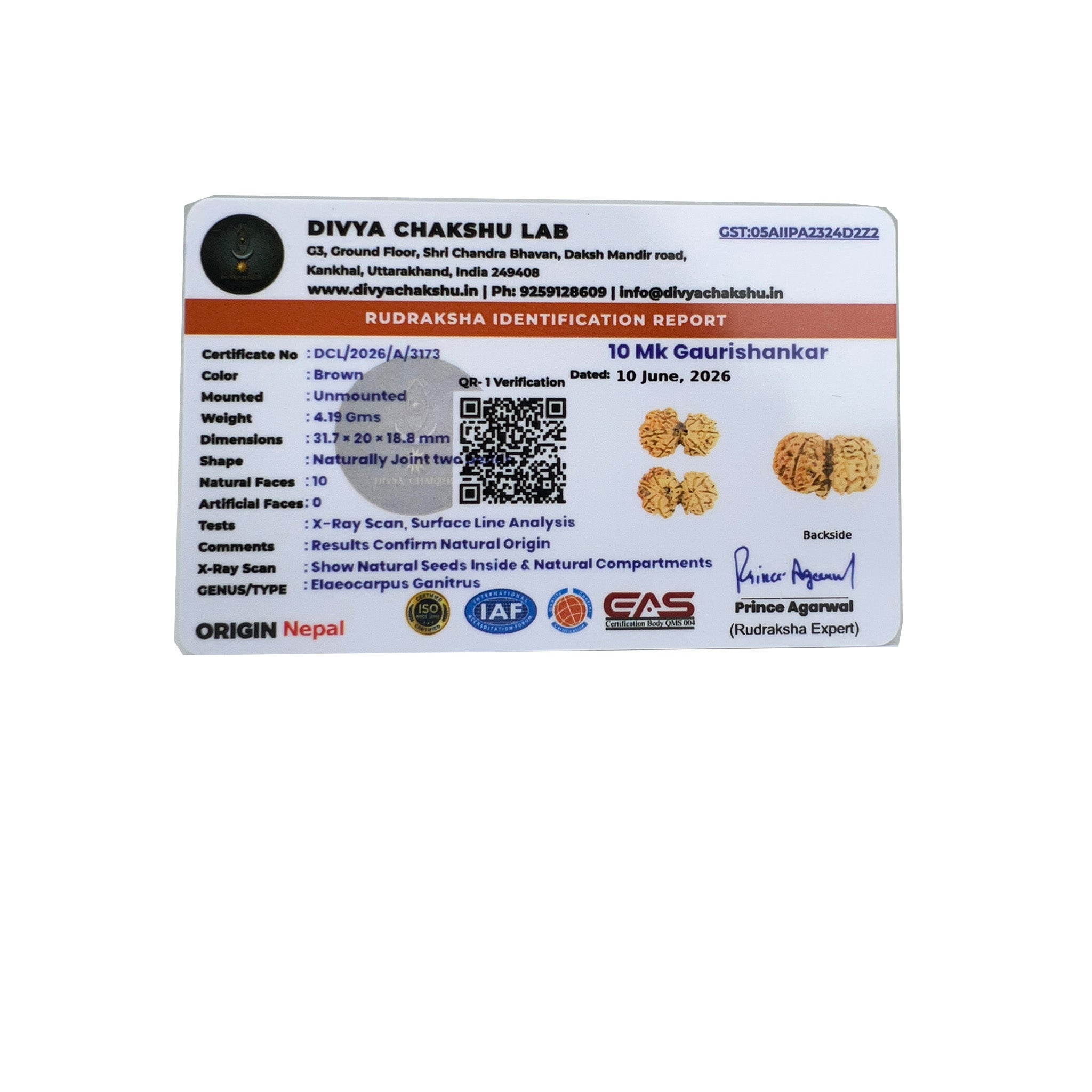 Lab certificate for natural Nepali Gauri Shankar Rudraksha