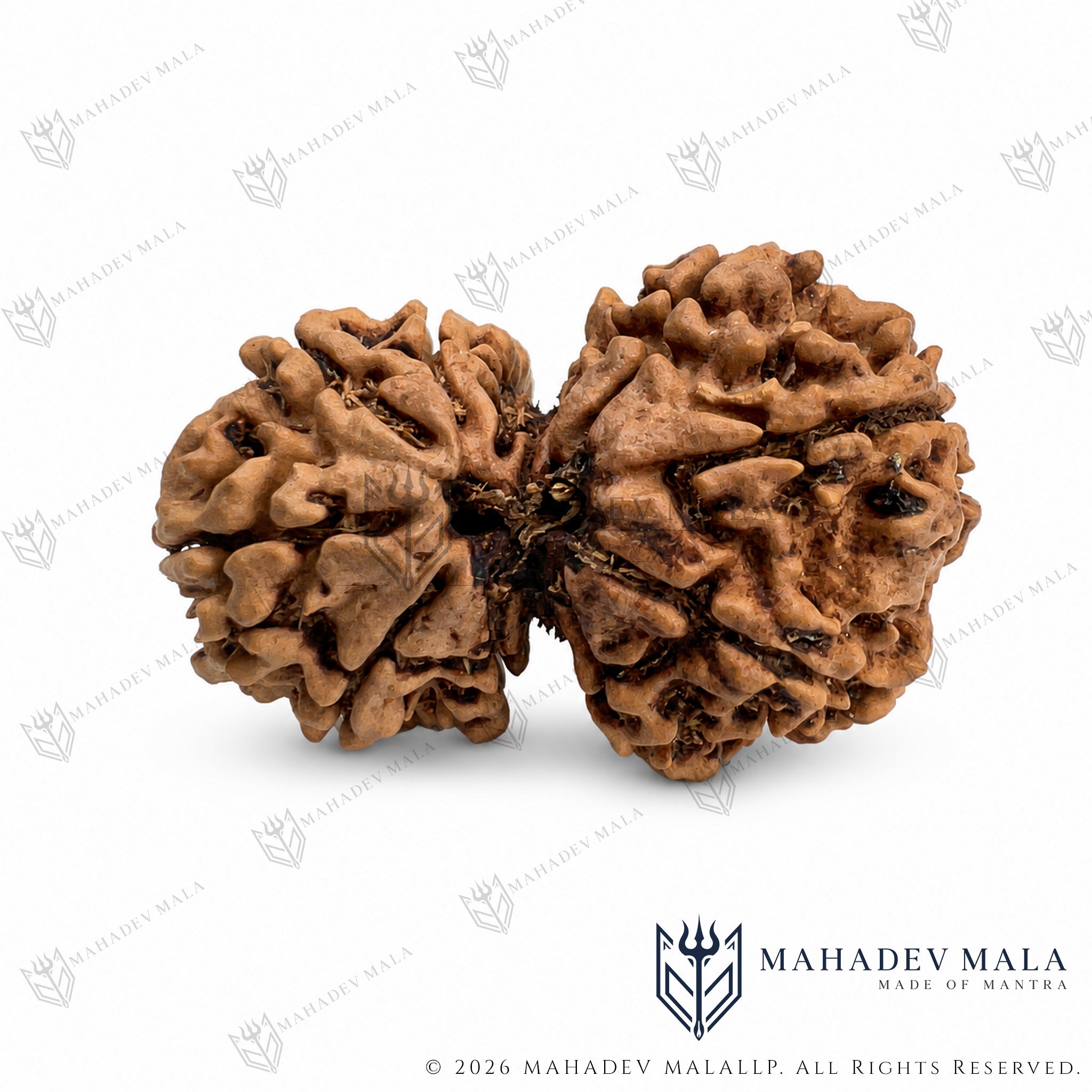 Natural joined formation of certified Nepali Gauri Shankar Rudraksha