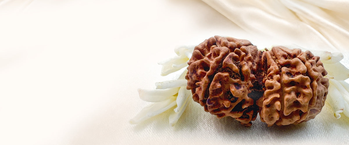 Shop authentic Nepali Rudraksha at Mahadev Mala