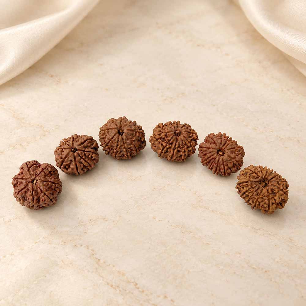 Shop natural certified Rudraksha by Mukhi at Mahadev Mala