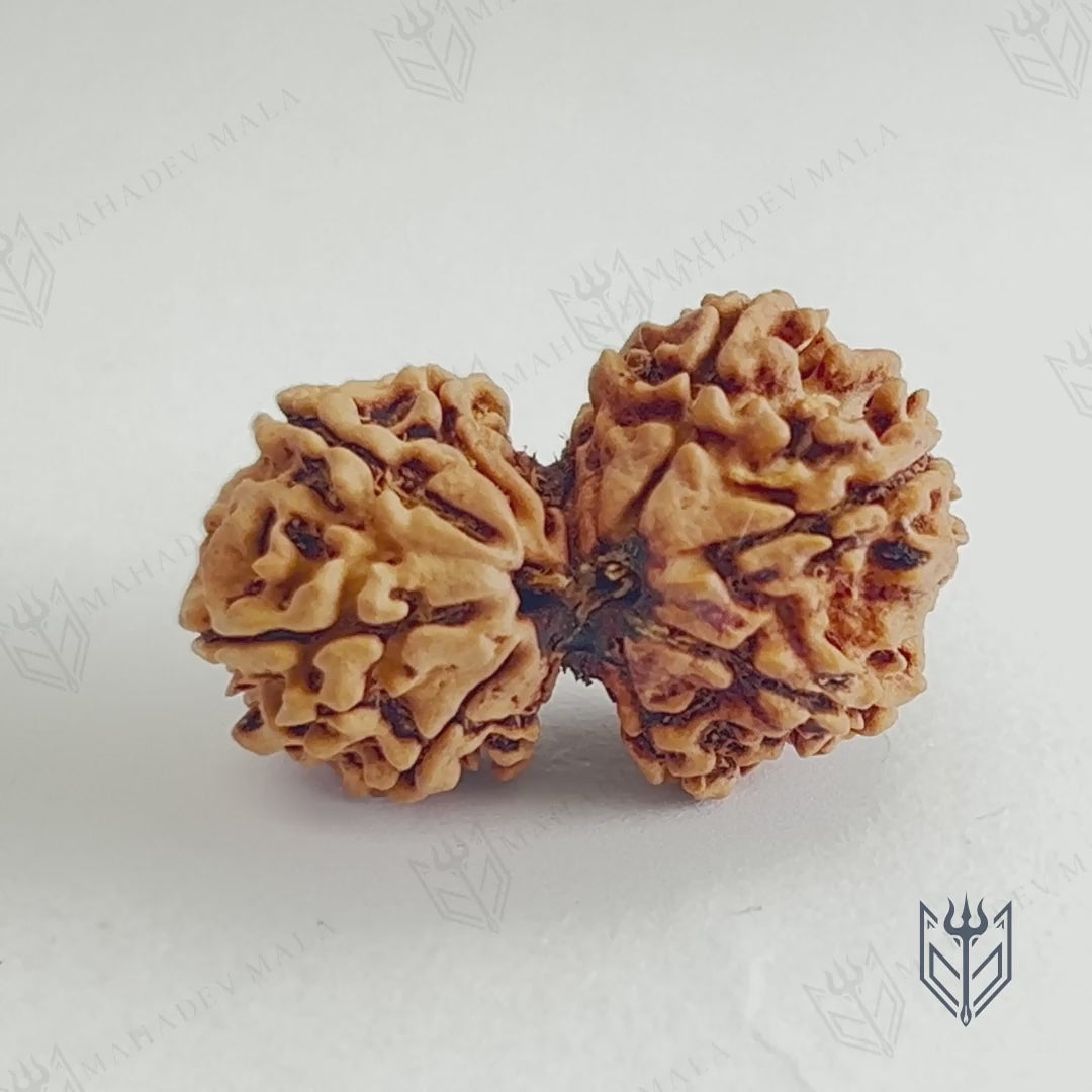  Video showing natural Nepali Gauri Shankar Rudraksha formation
