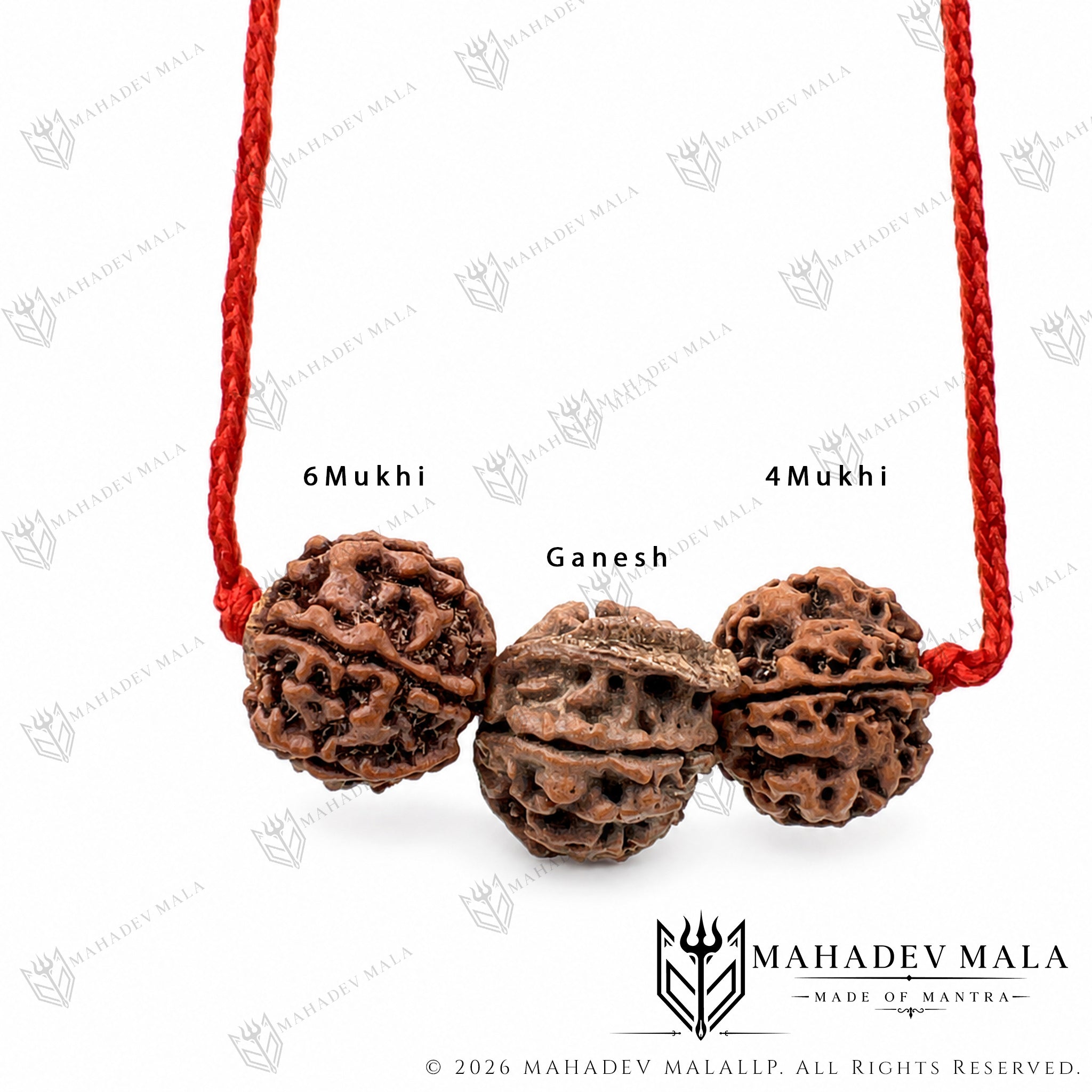 Alternate close-up of Saraswati Gyaan Kavach Rudraksha combination
